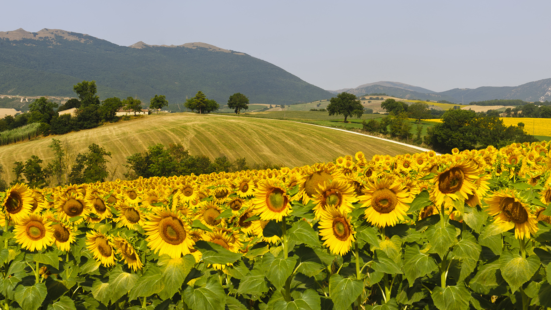 Desktop Wallpaper Nature Hill Fields