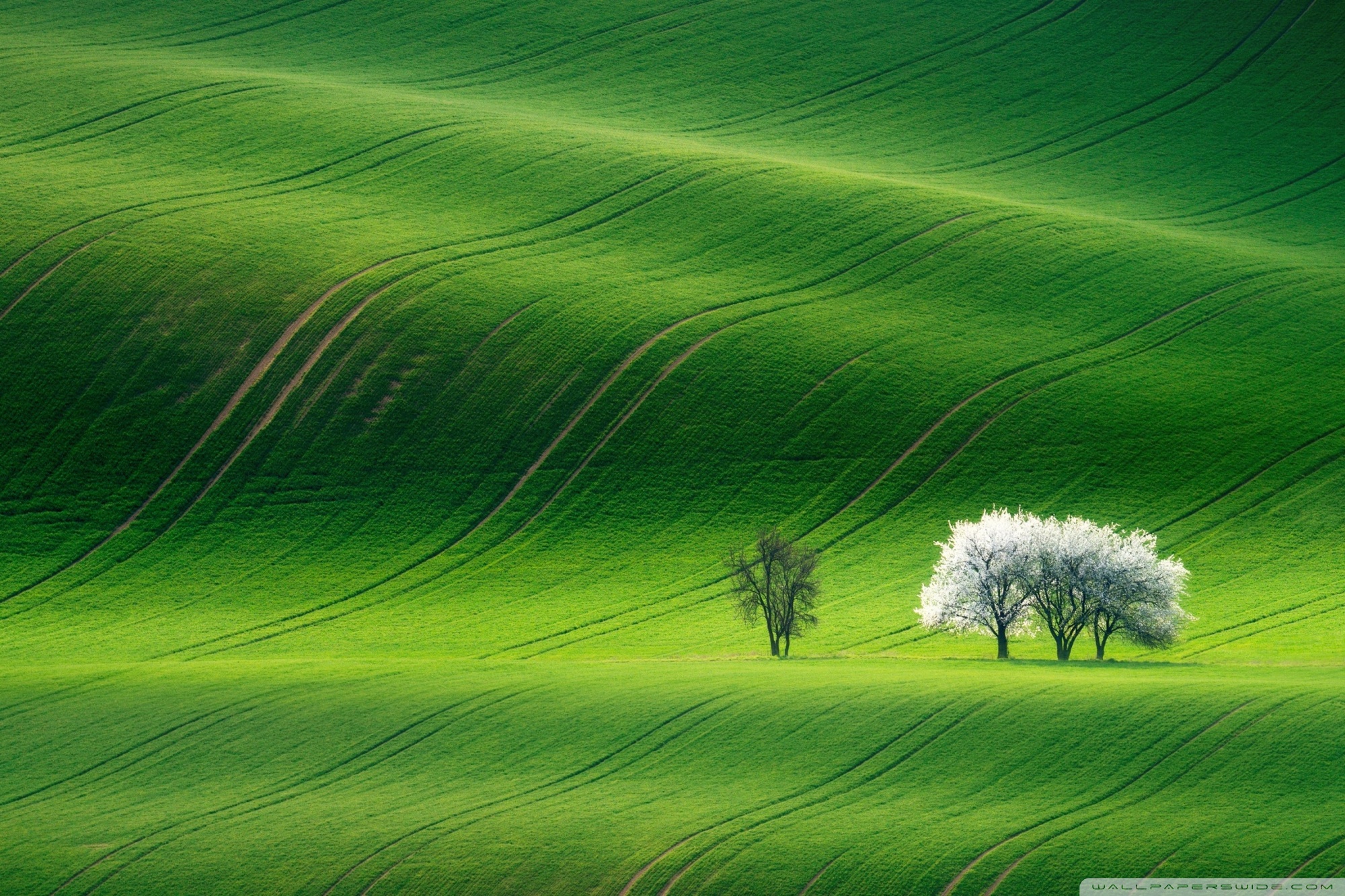 Green Hills Nature Scenery Ultra HD