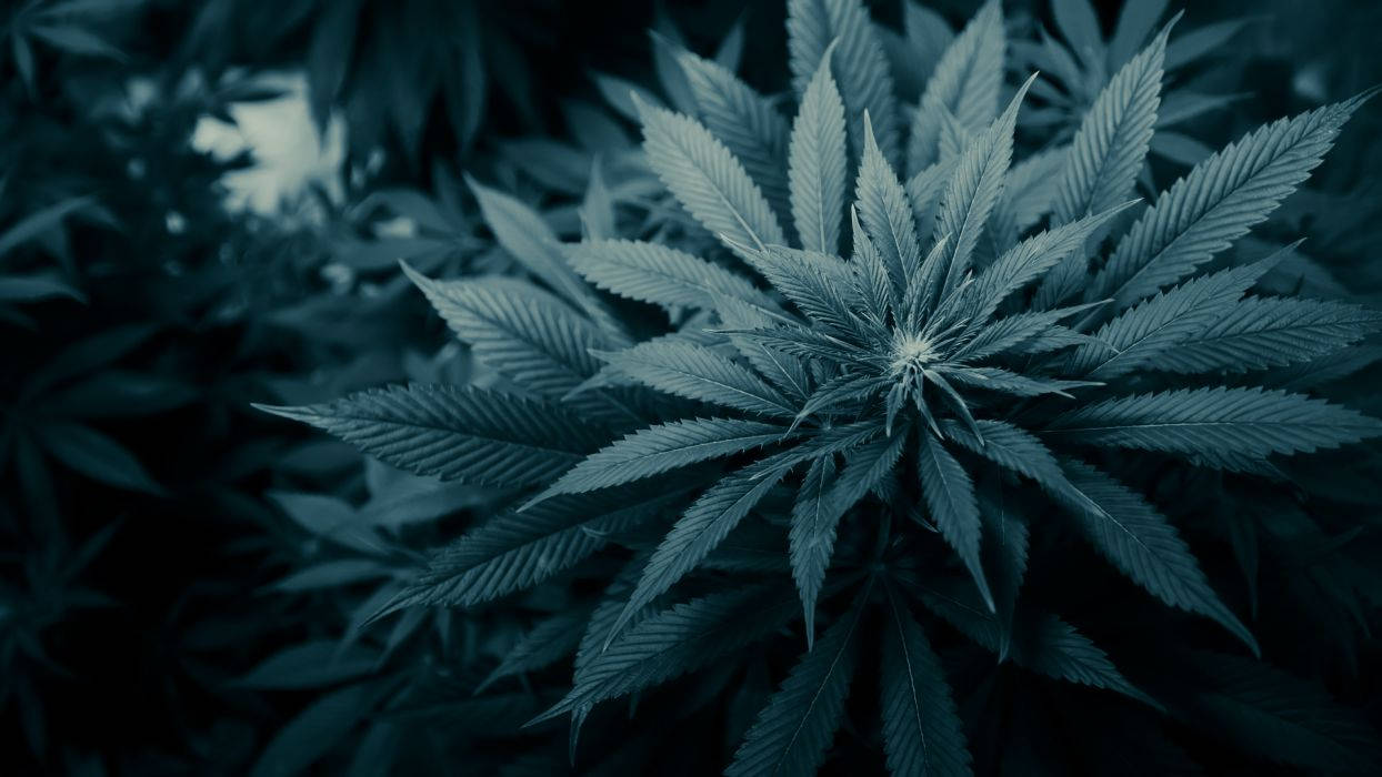 Marijuana HD Wallpaper & Background