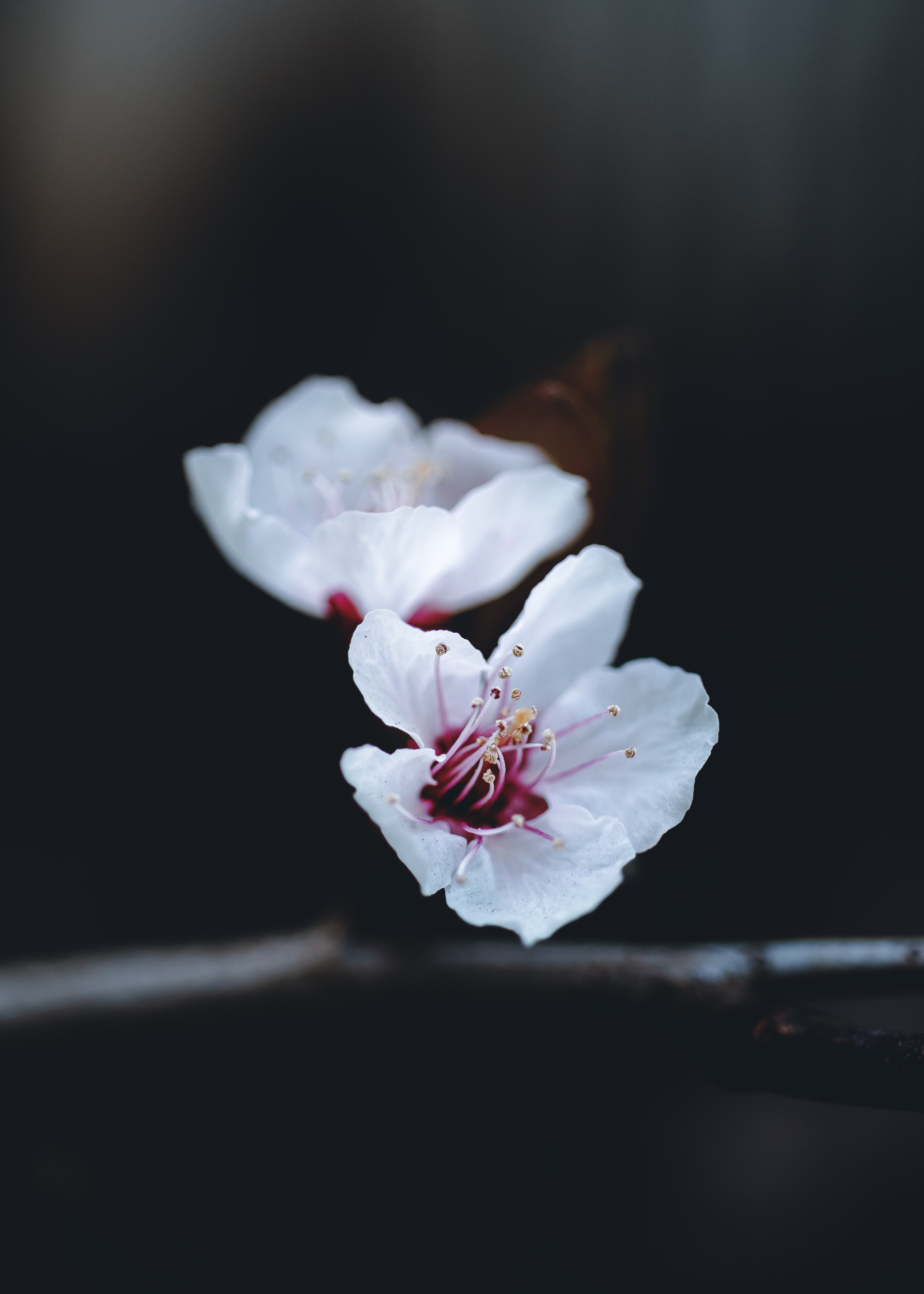 Download Spring wallpaper for mobile