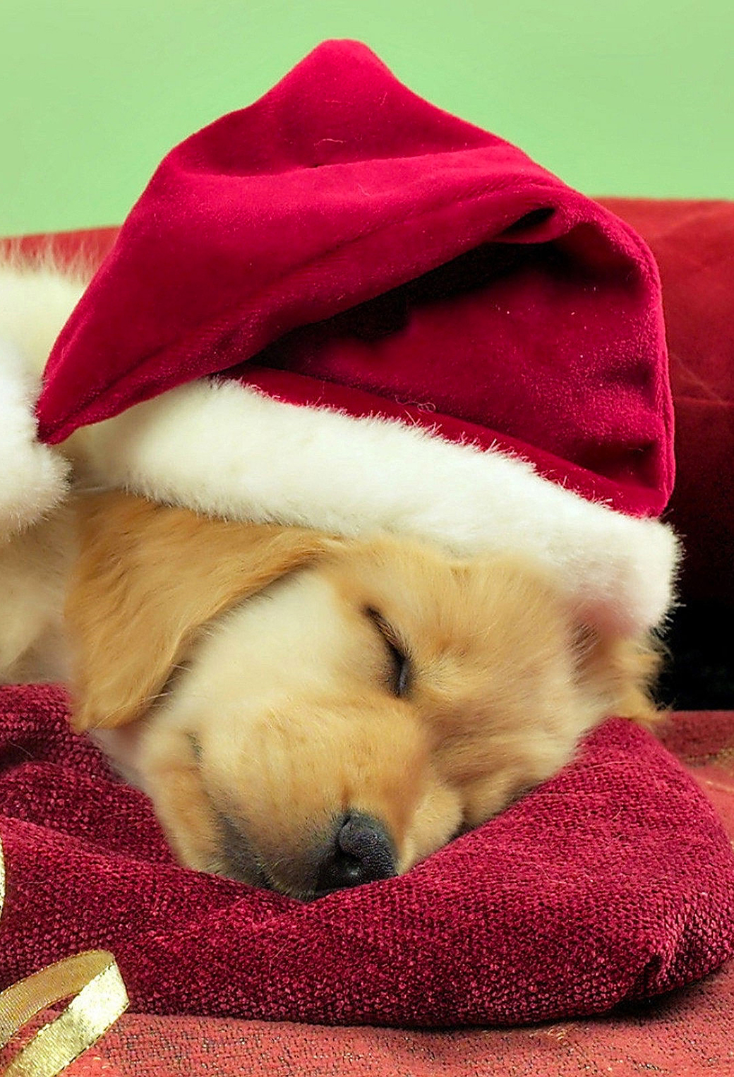 Christmas Puppies Wallpaper for iPhone