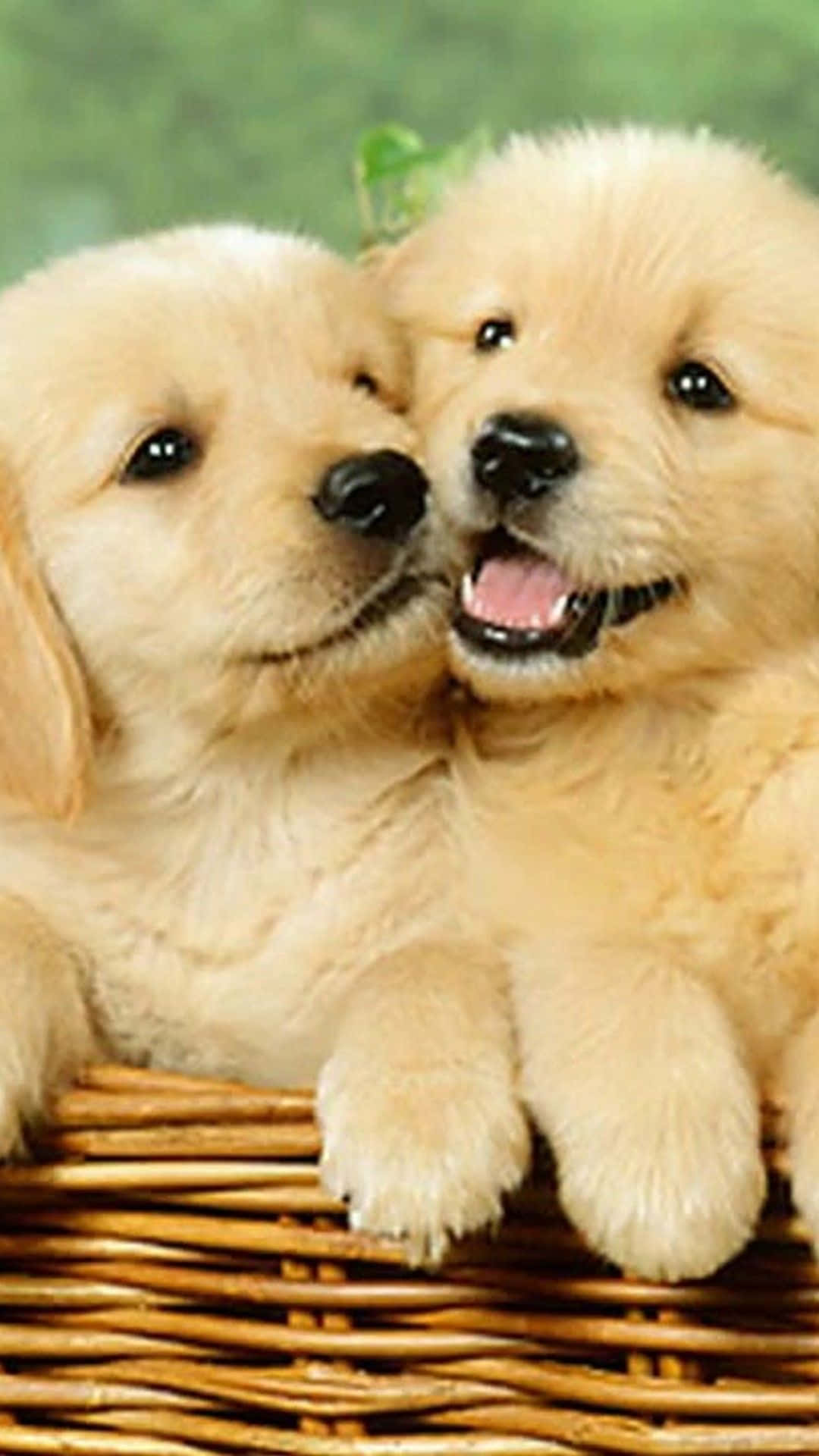 Download Two Dogs iPhone Wallpaper