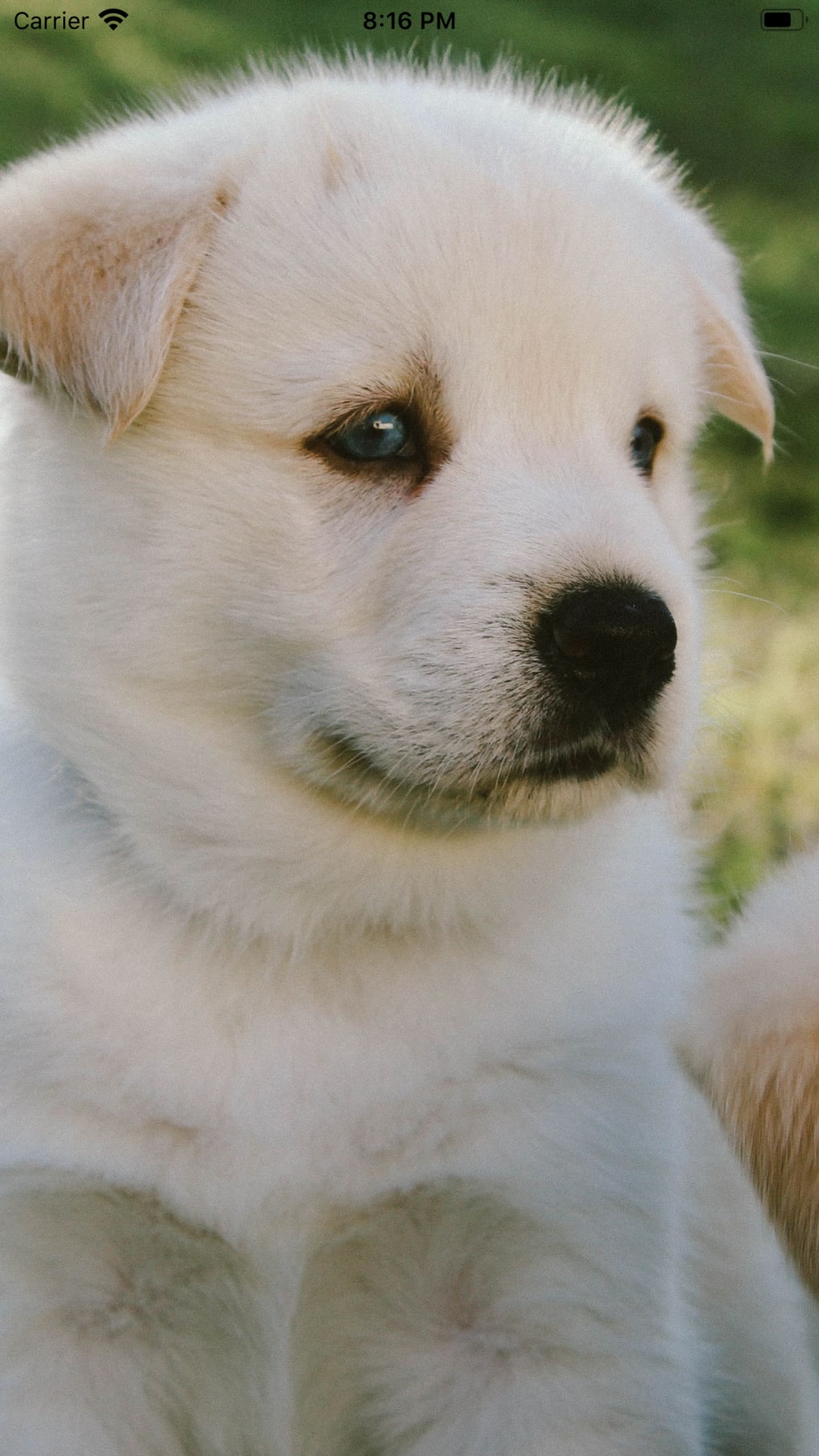 Cute Dog Wallpaper HD for iPhone