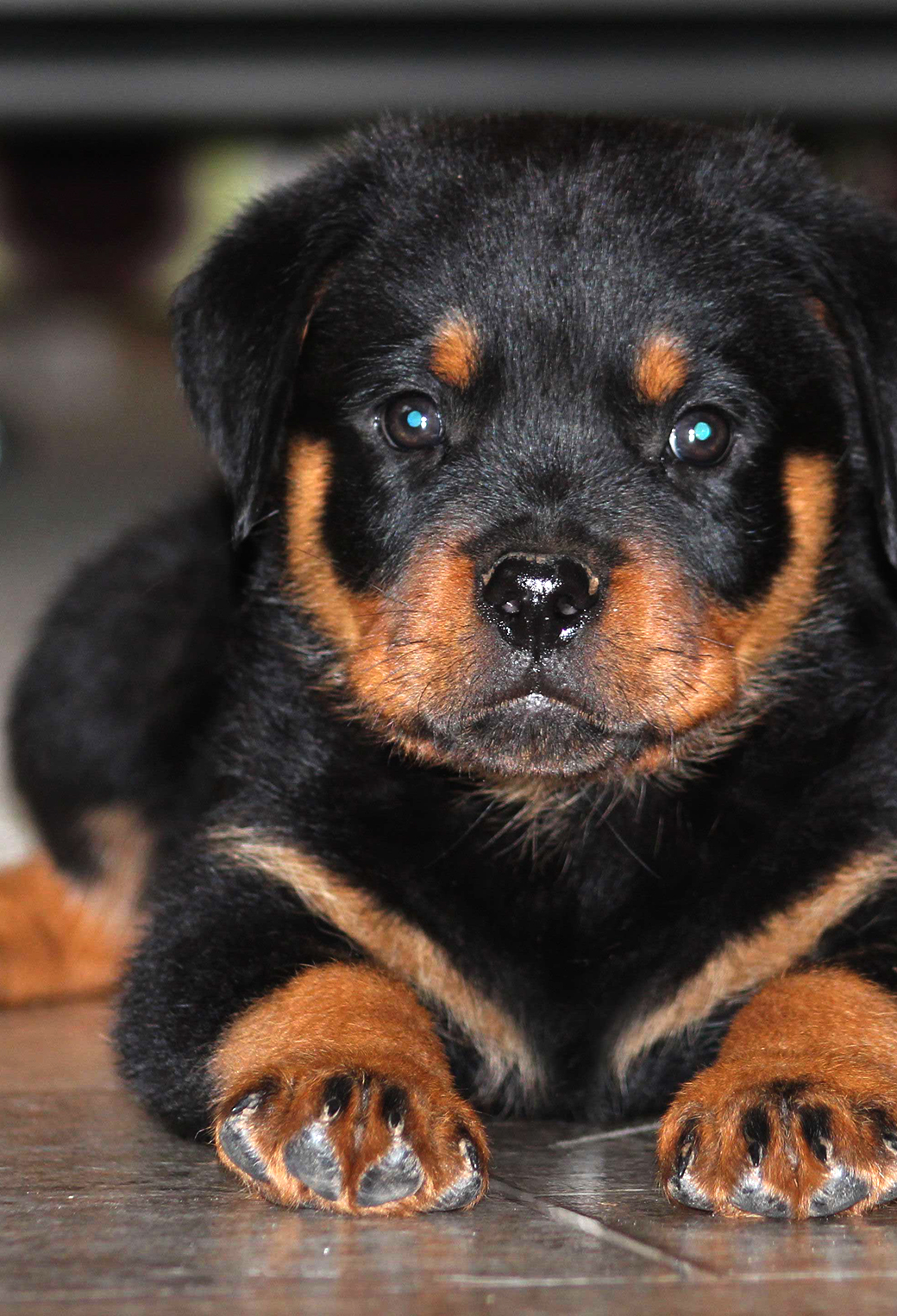 Rottweiler Puppies Wallpaper for iPhone