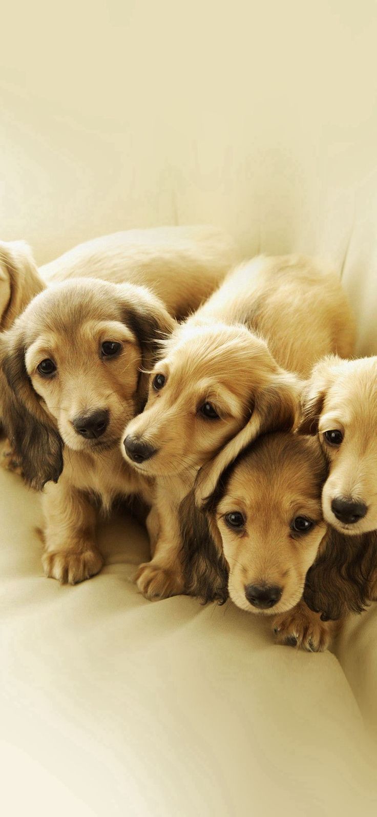 Puppy Retriever Family Animal #iPhone