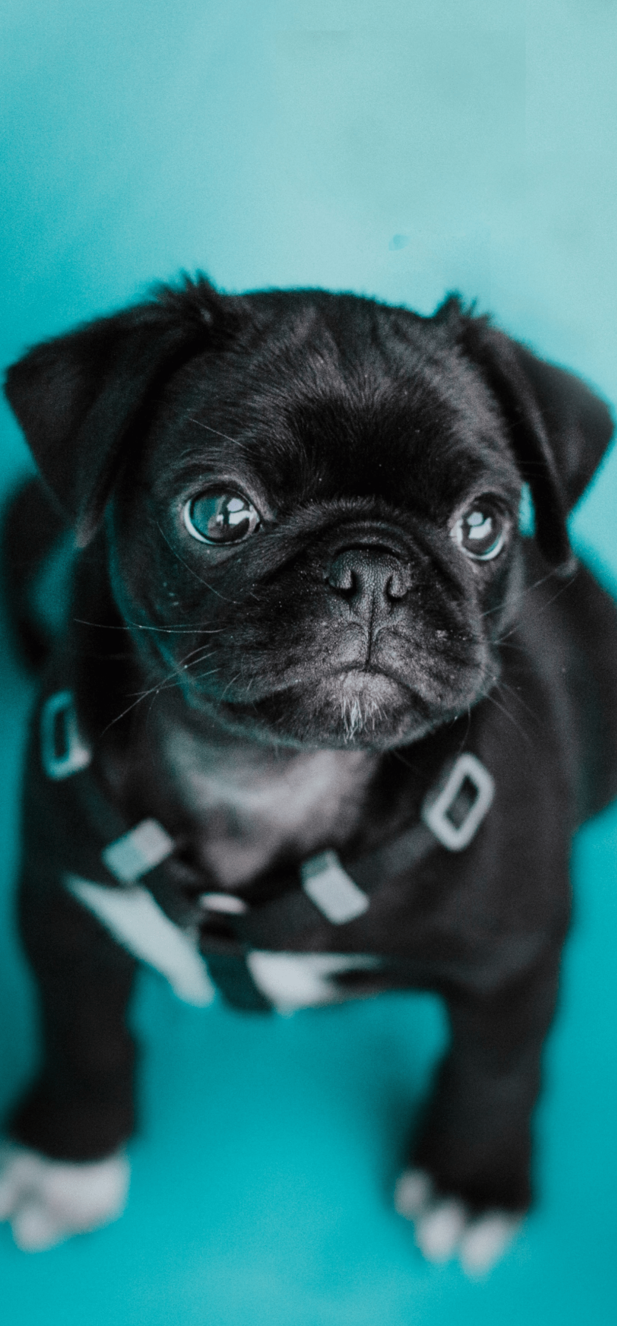 Pug Wallpaper for iPhone 11, Pro Max, X