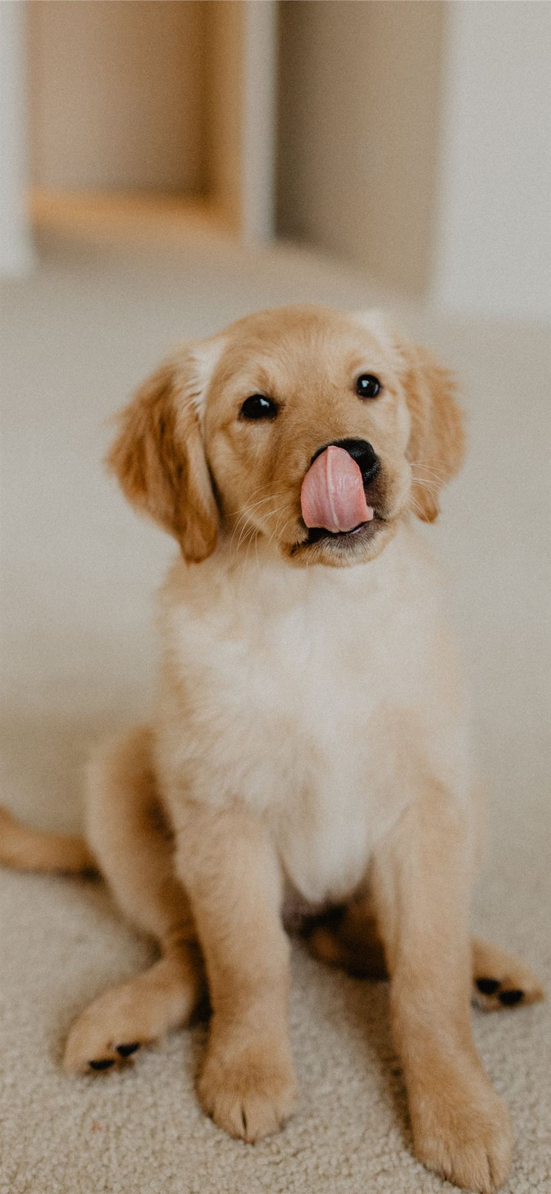 golden retriever puppy on white floor