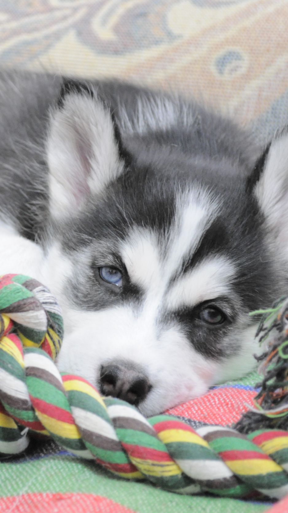 Download wallpaper 938x1668 puppy