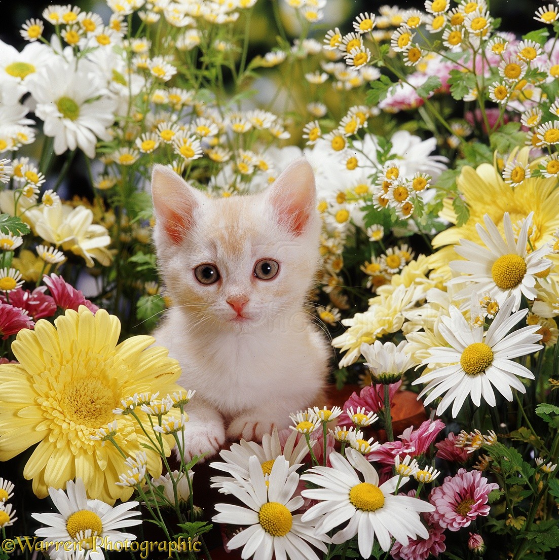Kitten among flowers photo WP08184