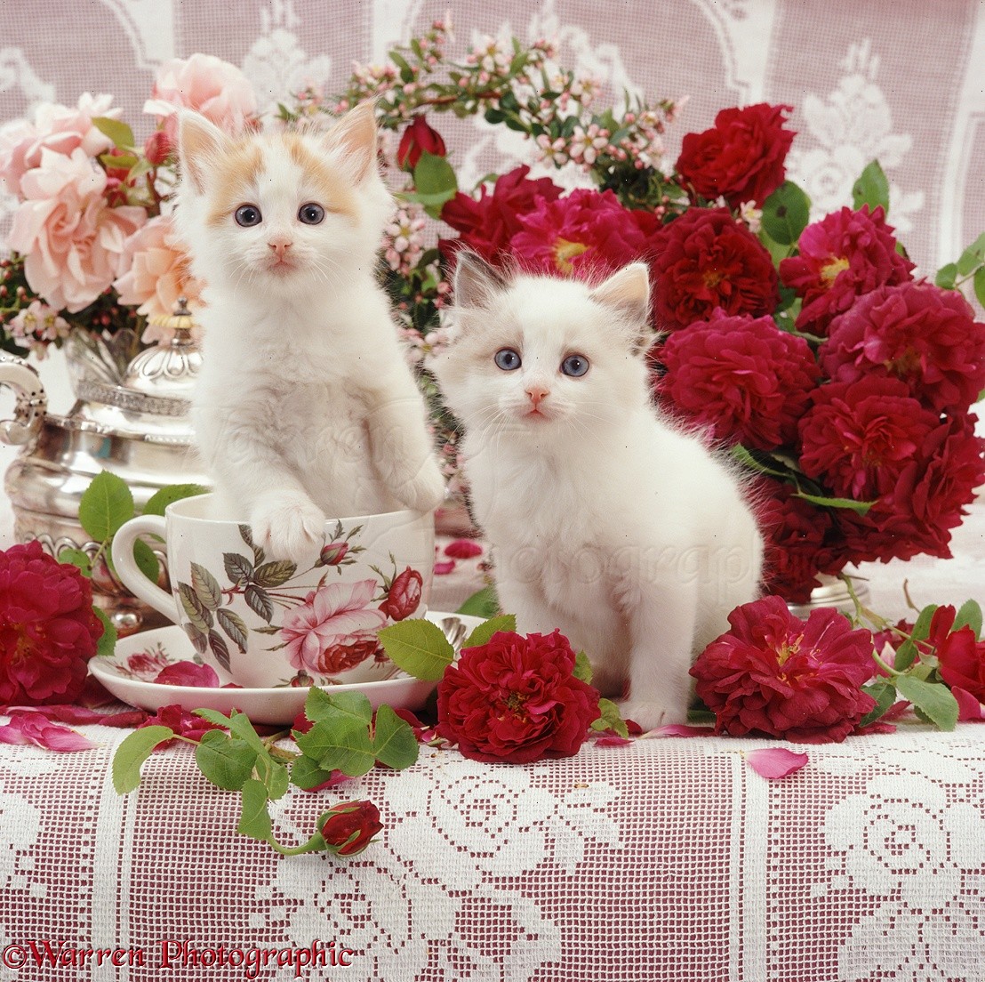 Kittens among flowers photo WP08188
