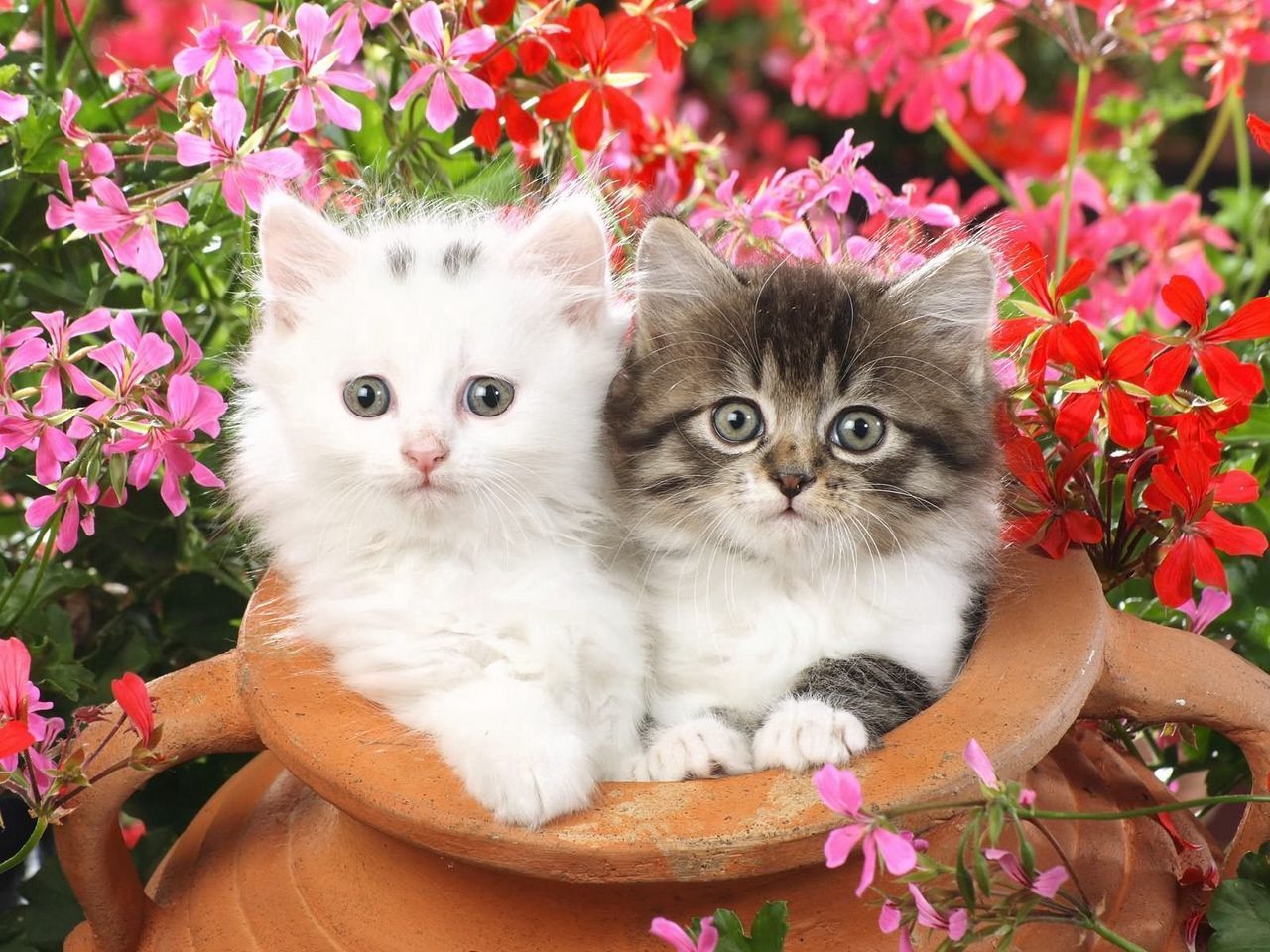 Wallpaper kittens steam pot flowers