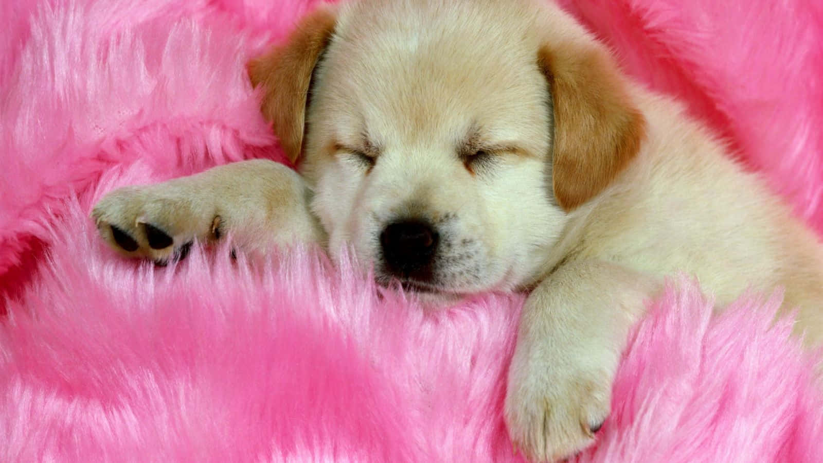 Download Puppy Dog Aesthetic Wallpaper