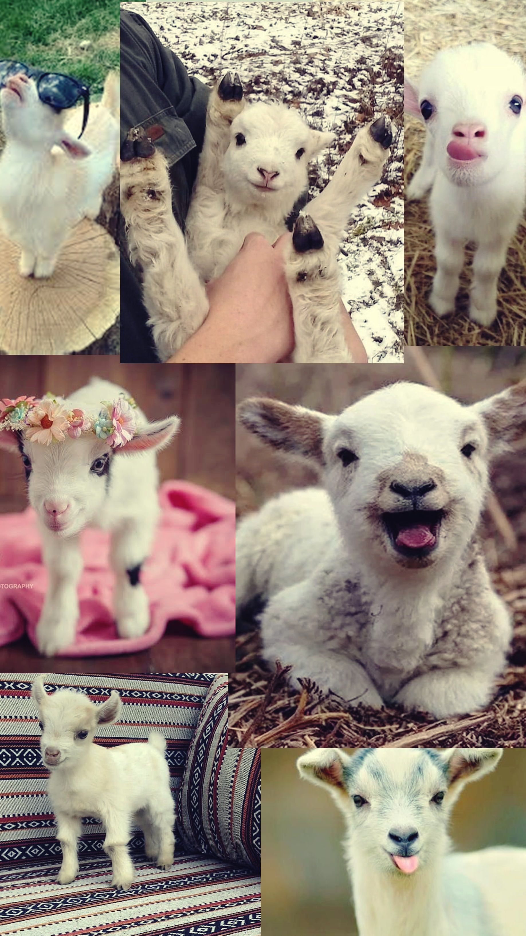 Adorable Goats Wallpaper