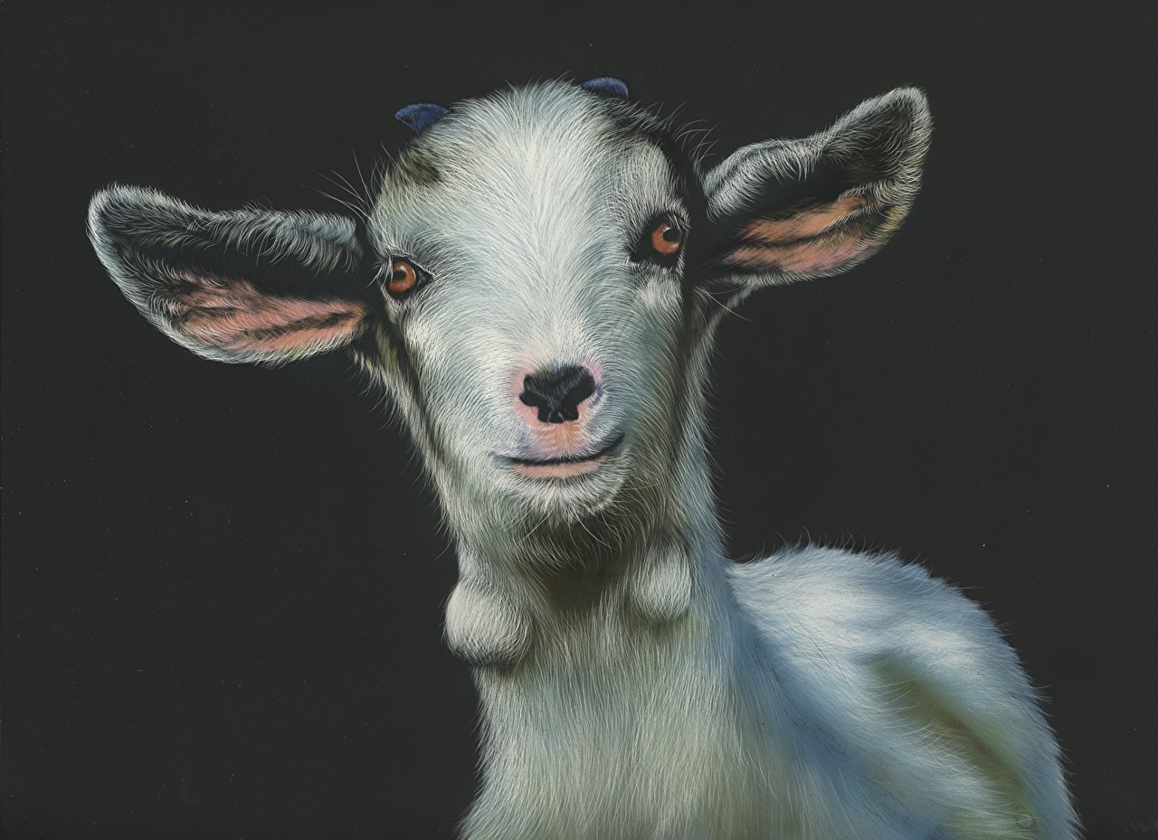 Photo Goat animal Painting Art Black