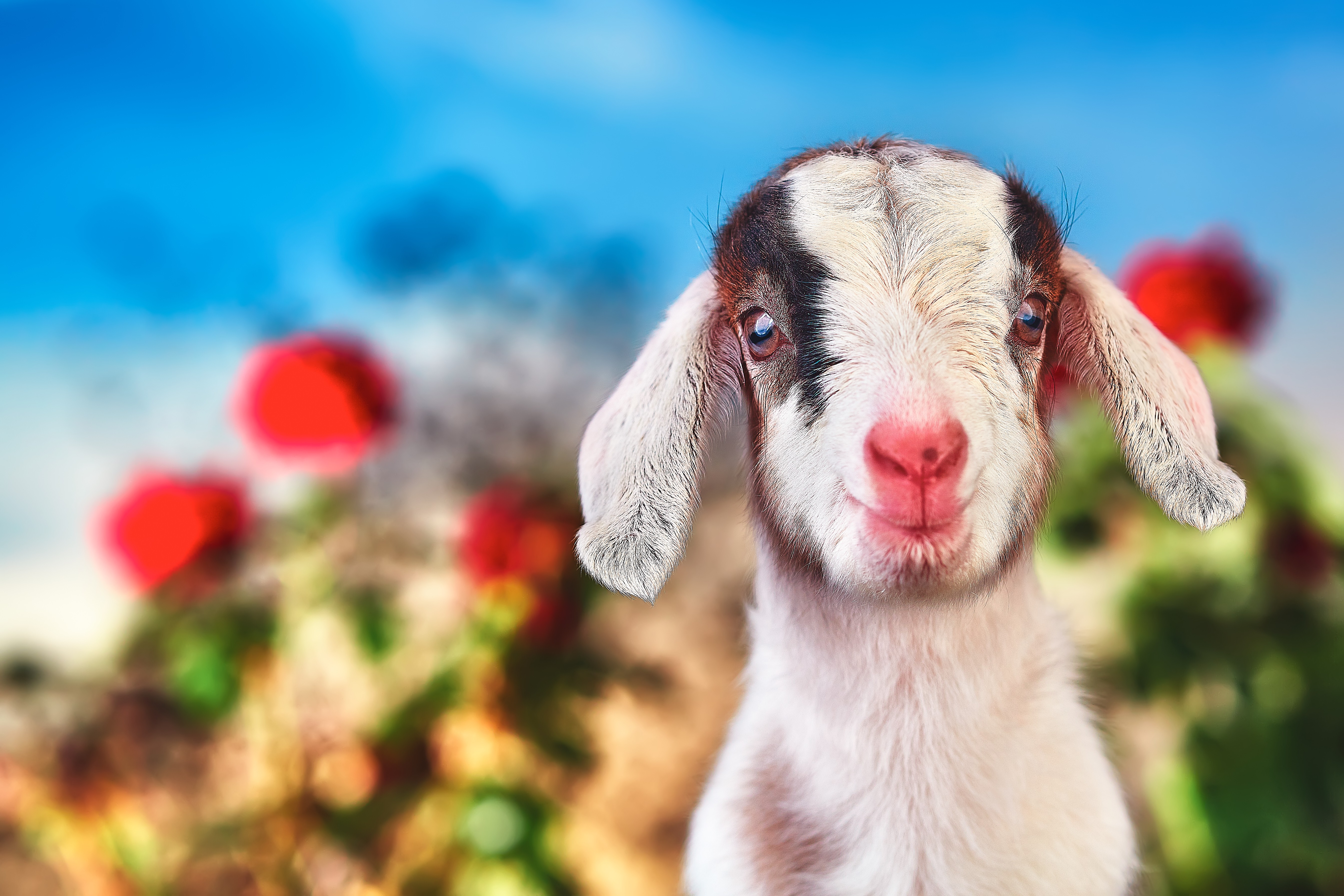 Download Animal Goat 4k Ultra HD Wallpaper