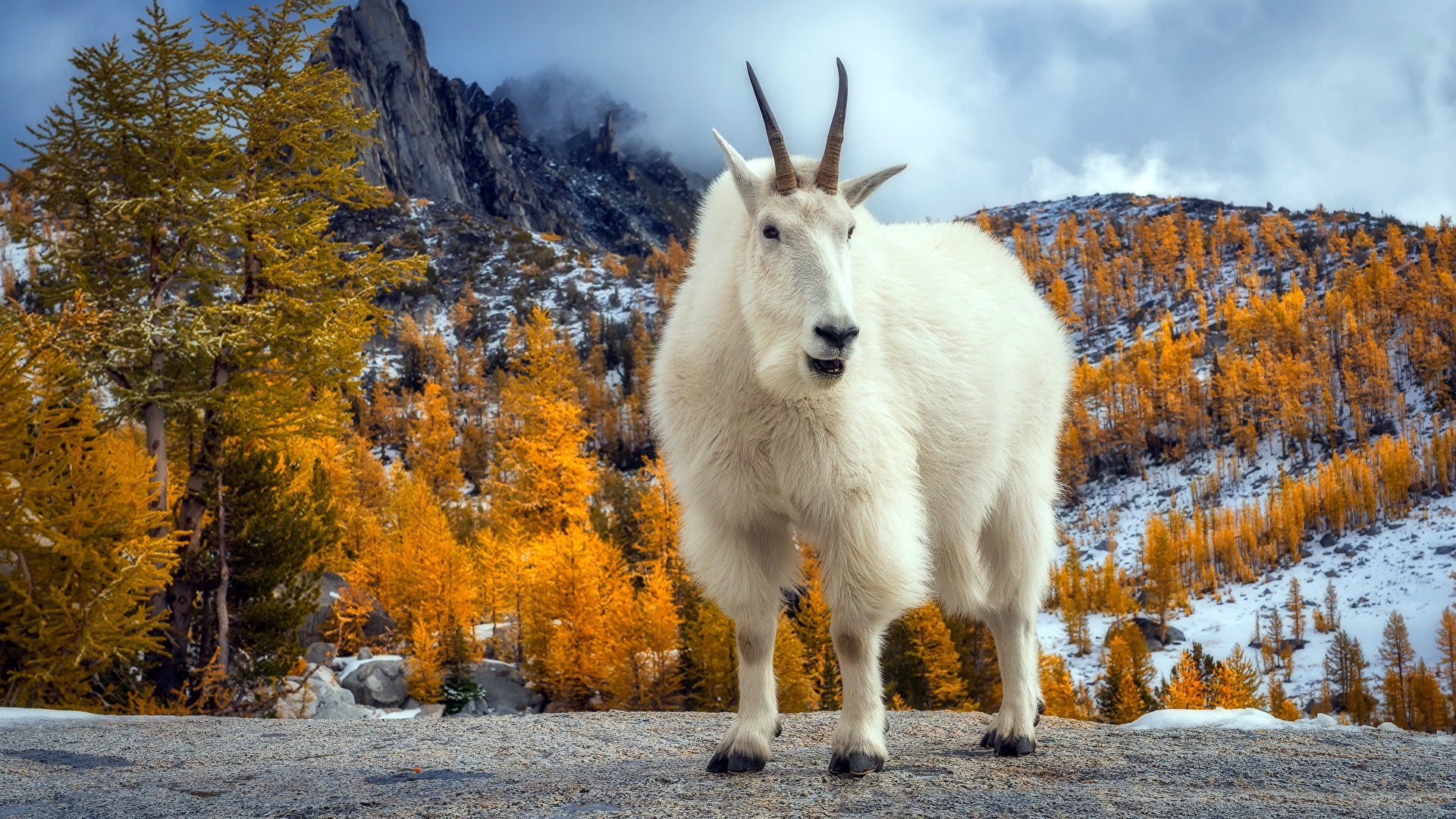 Image Goat animal 1920x1080