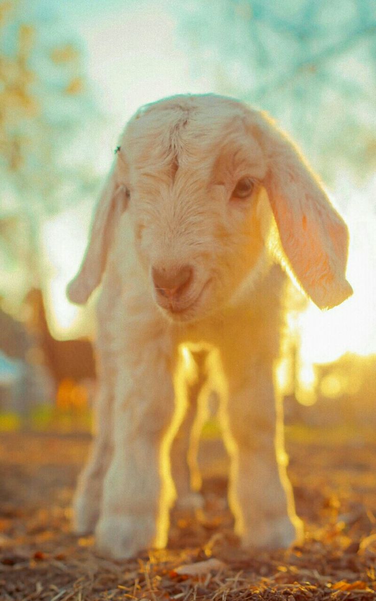 Baby farm animals, Cute goats, Baby goats