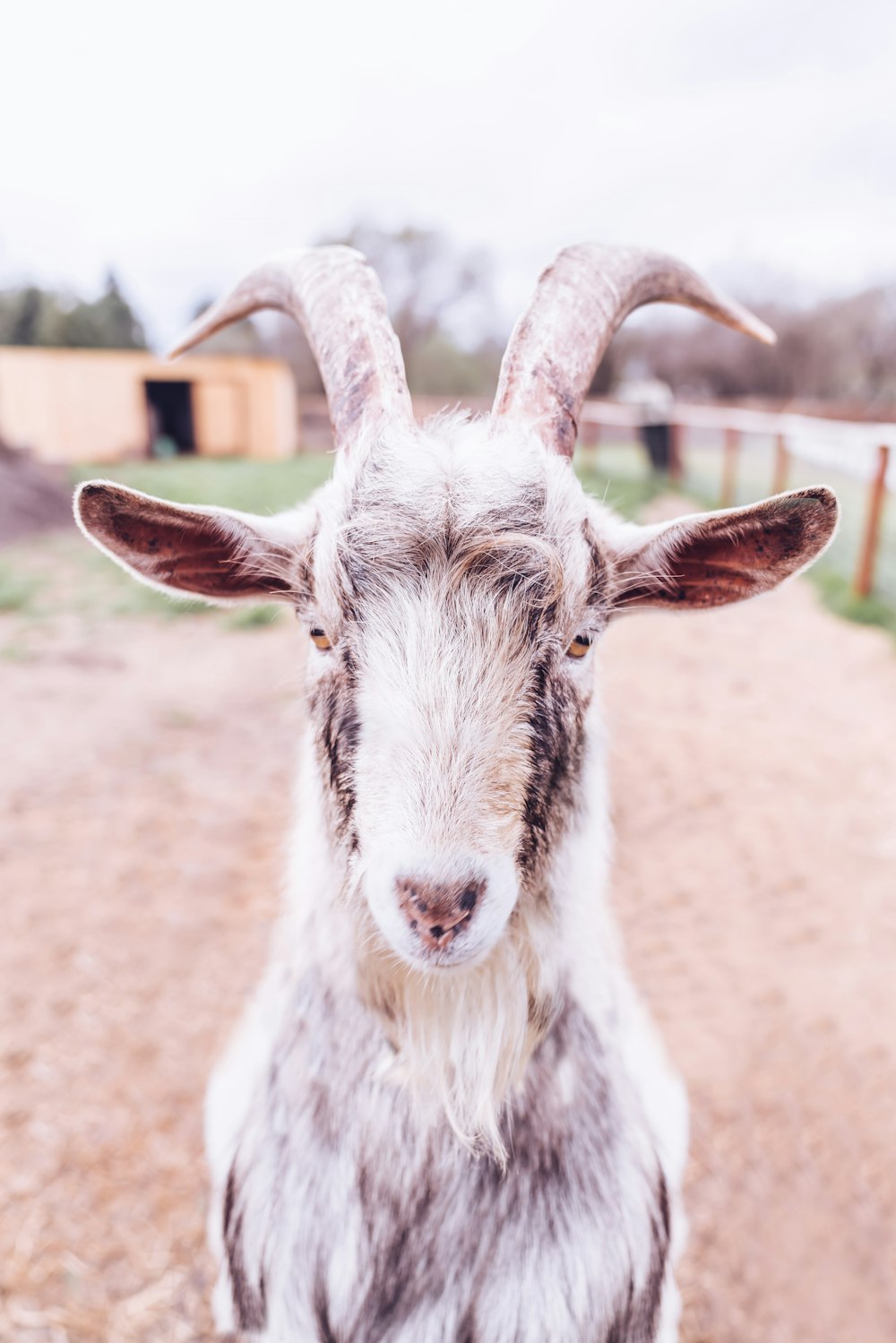 Shallow focus photography of white goat