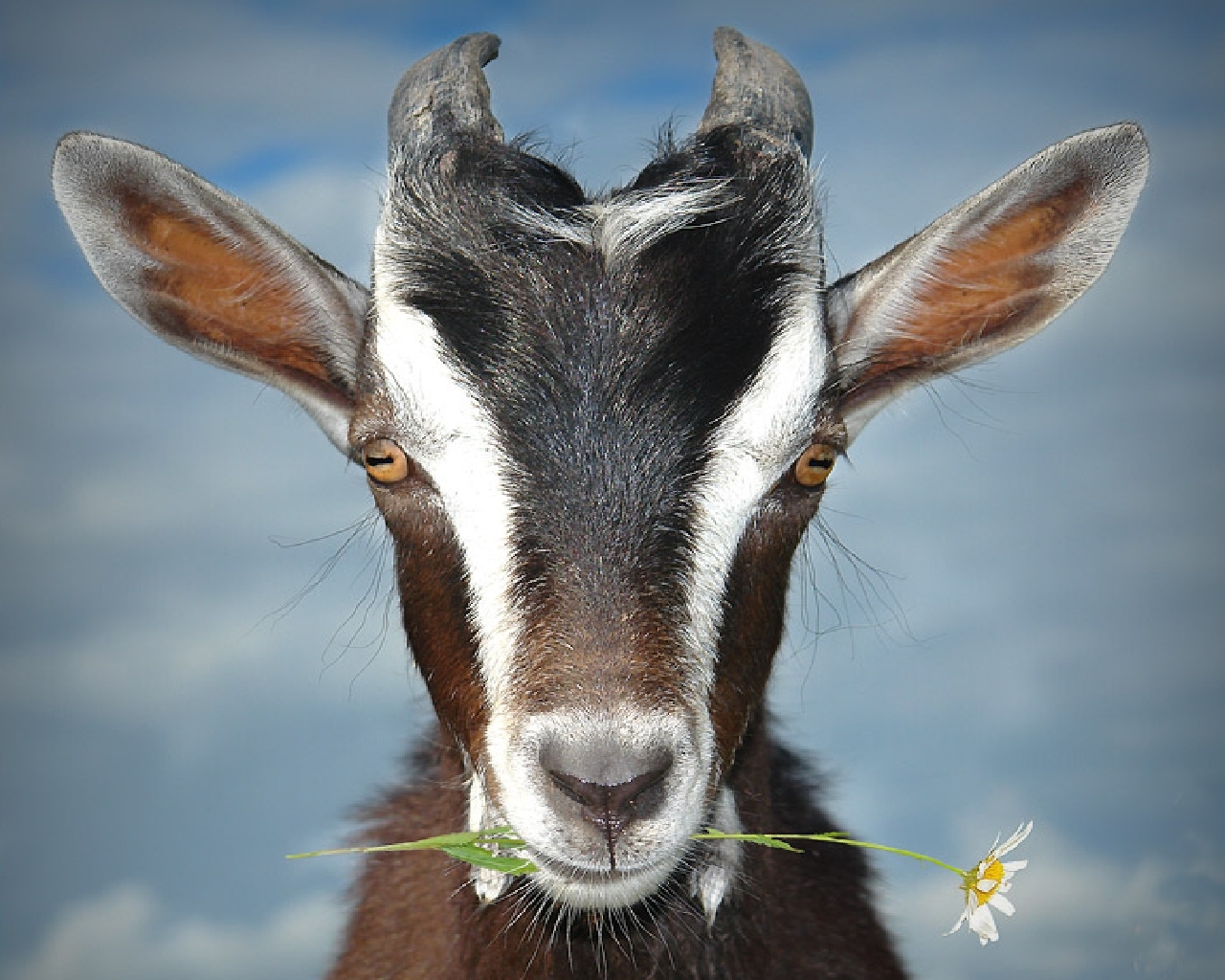Wallpaper Goat animal