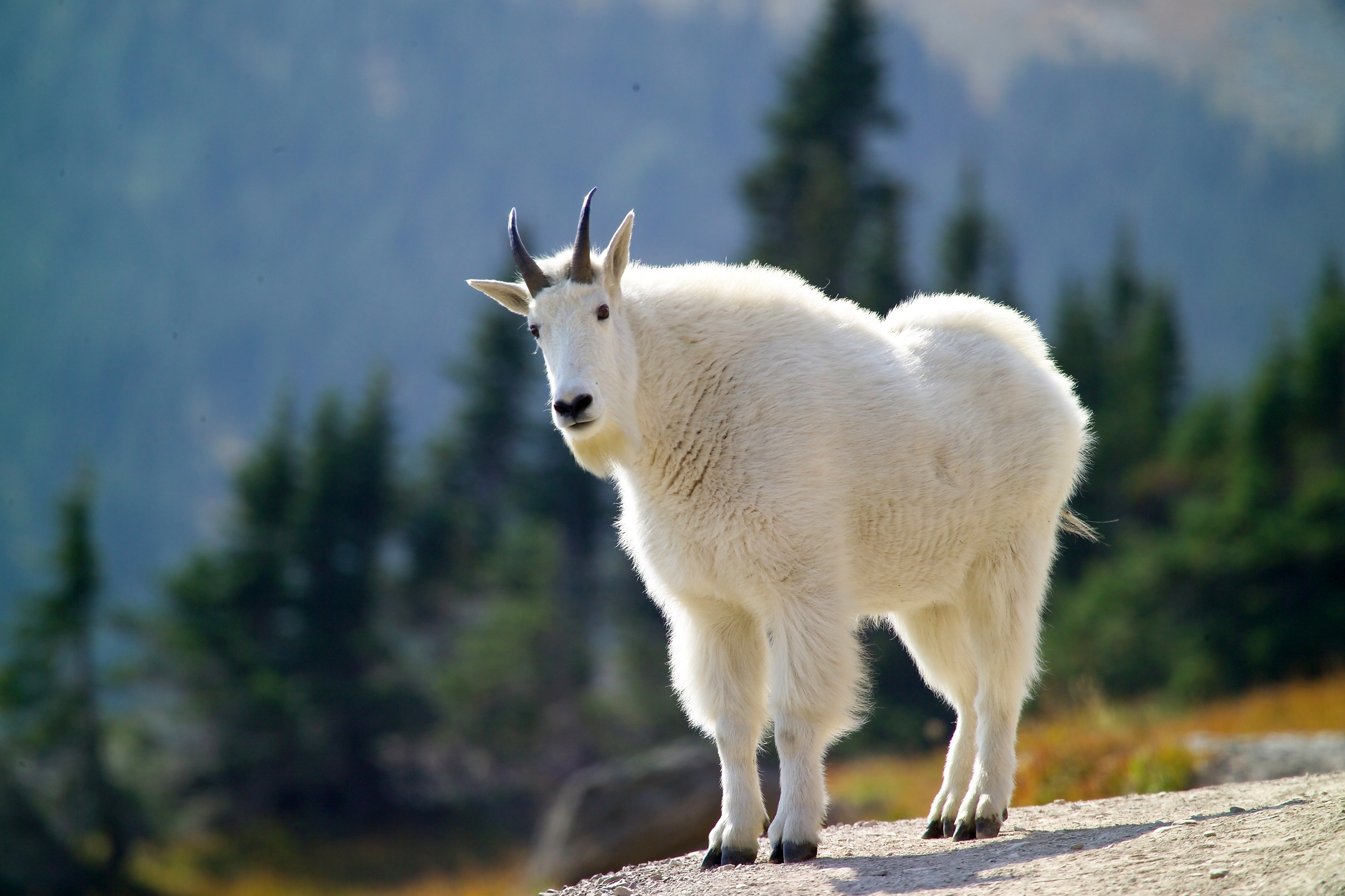 HD desktop wallpaper: Animal, Goat