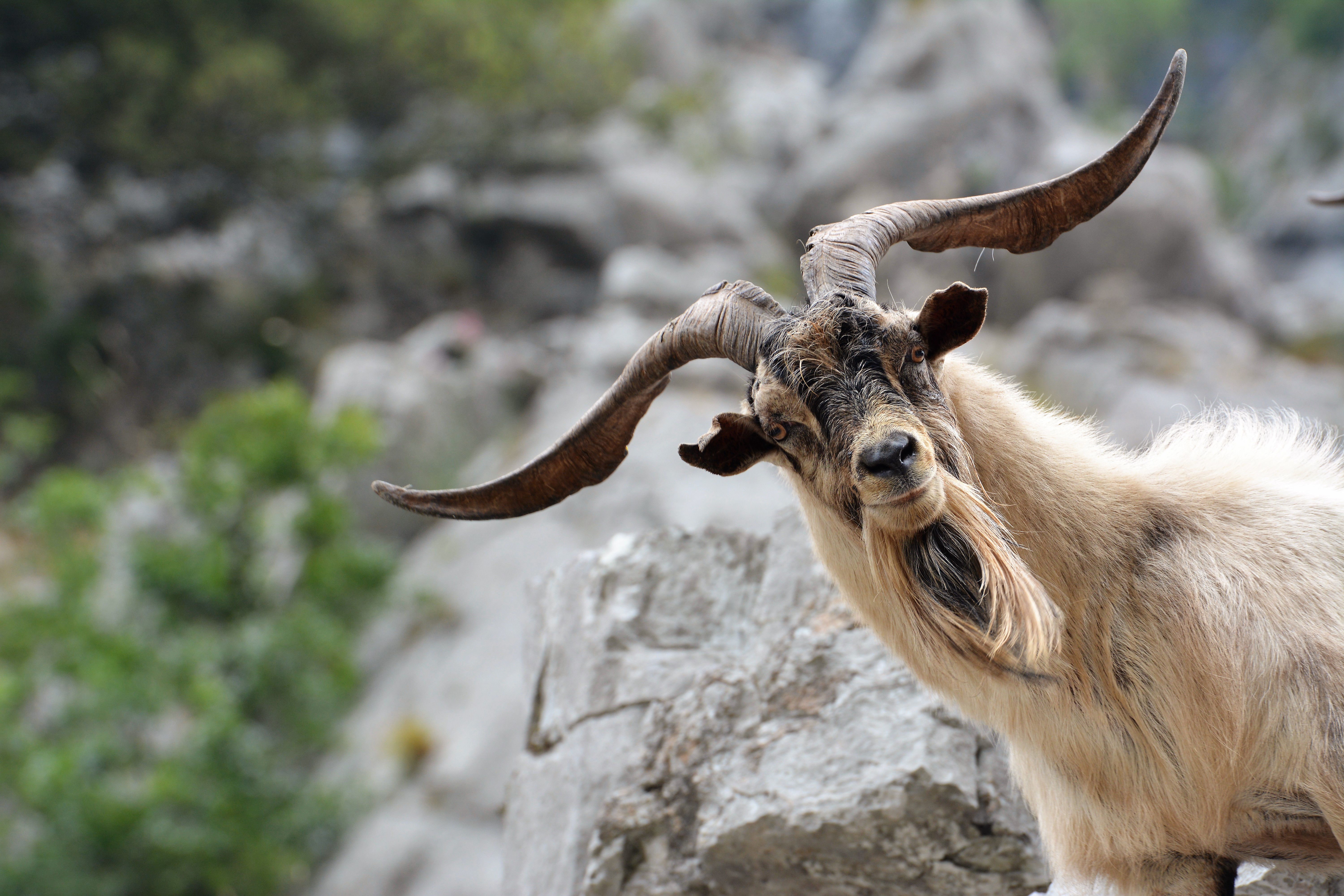 Picture Goat Horns Animals 6000x4000