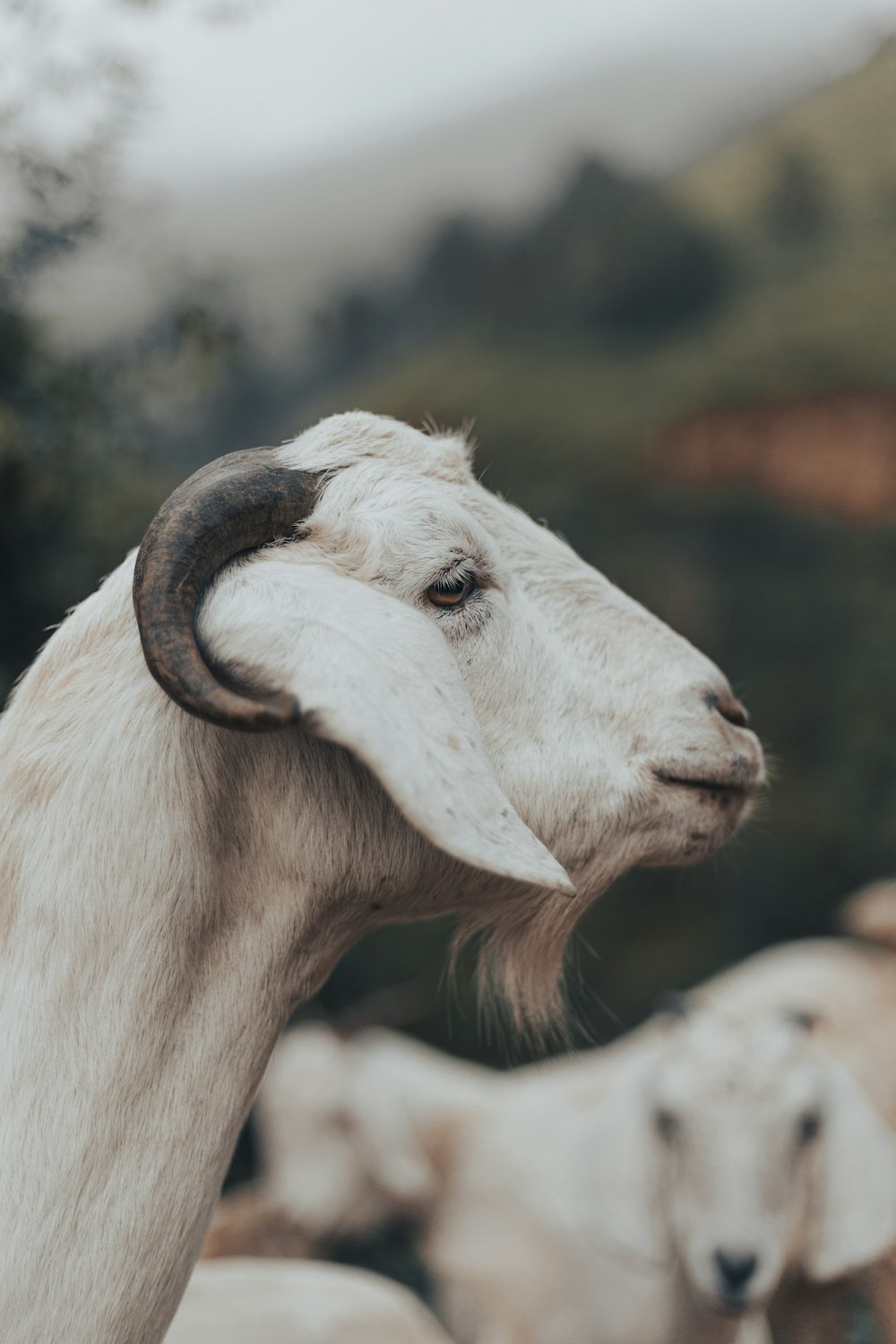A goat with horns photo