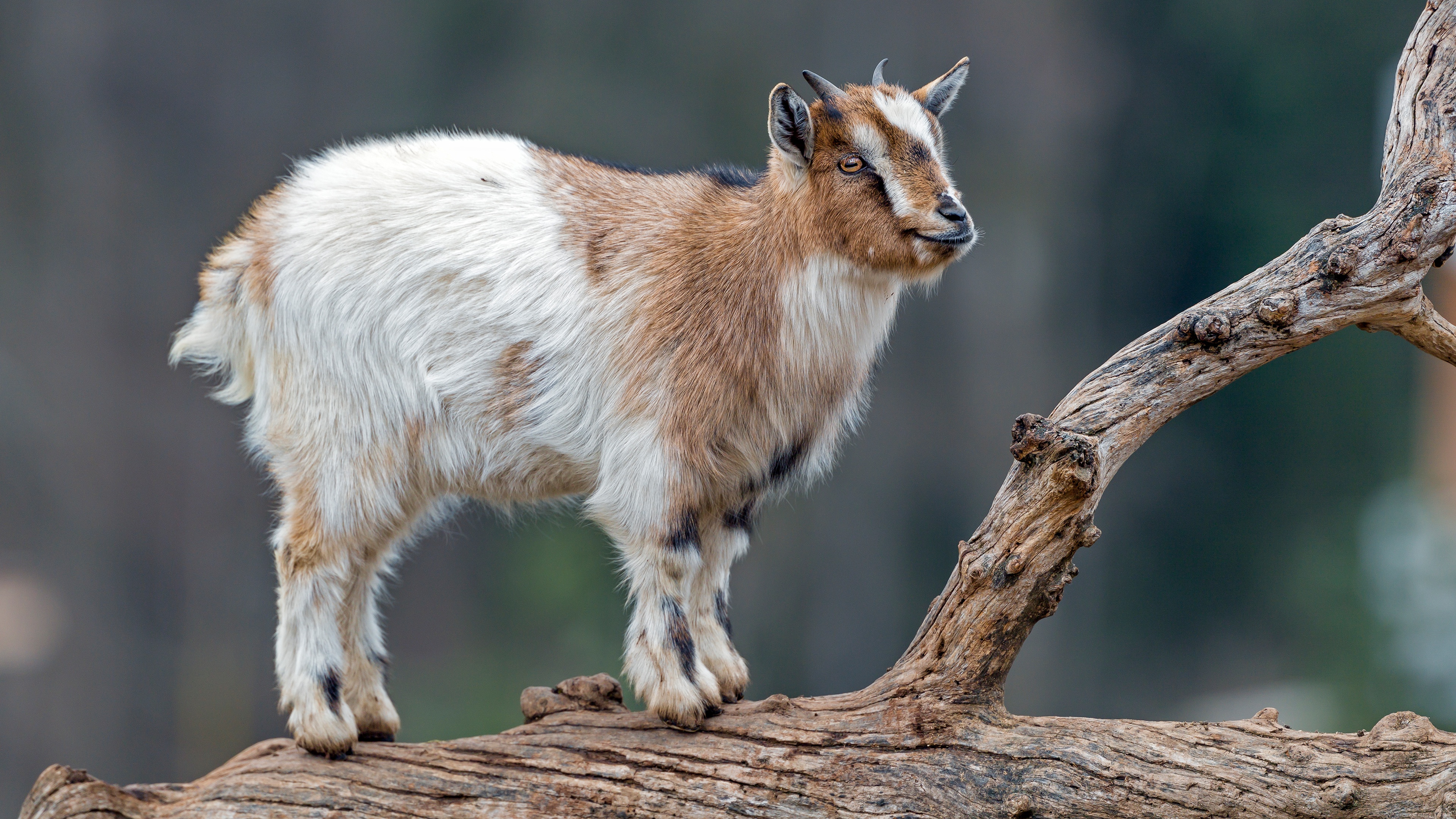 HD desktop wallpaper: Animal, Goat