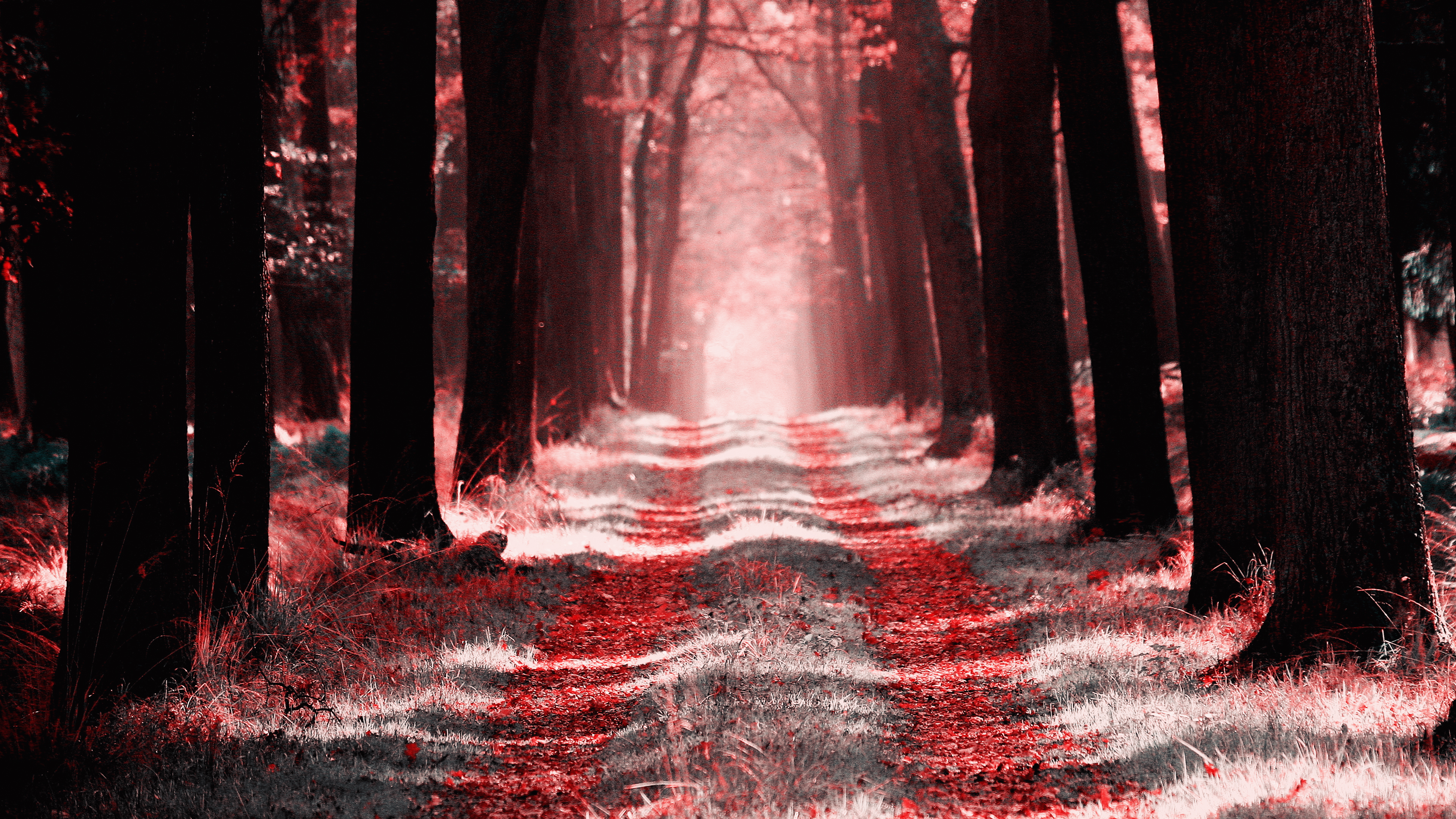 Forest Way Wallpaper 4K