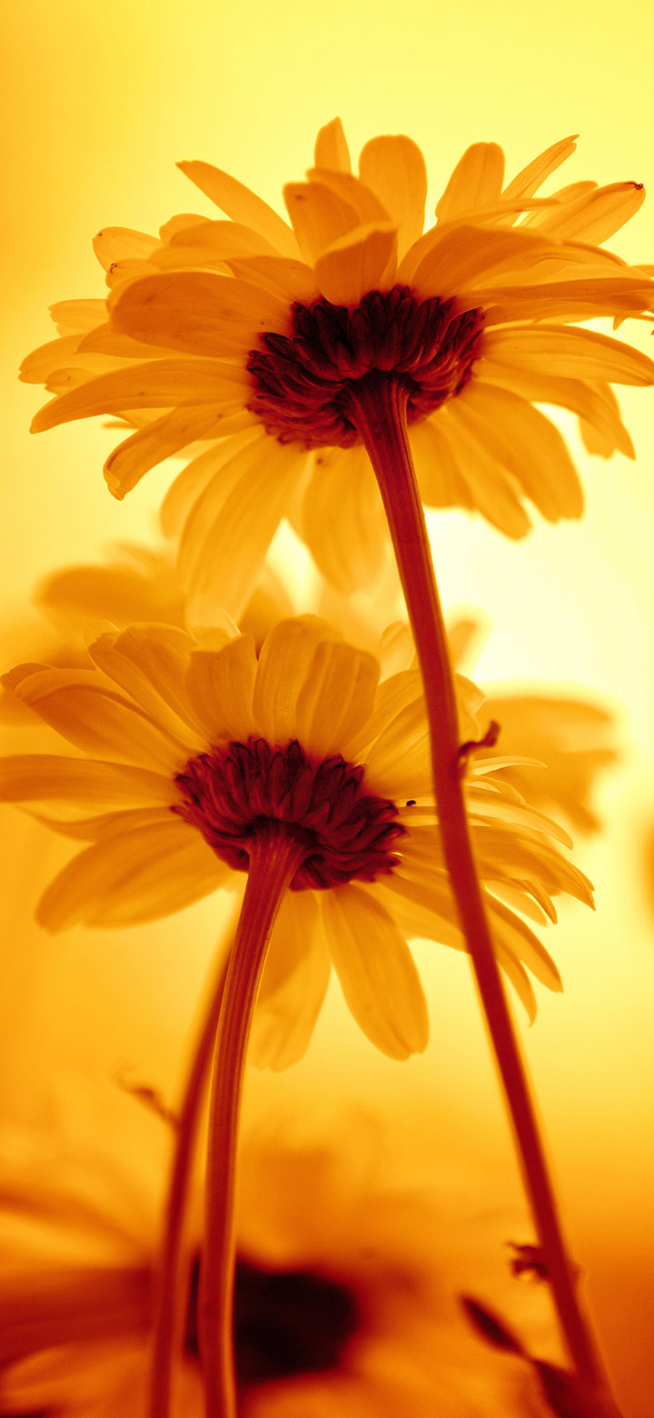 Beautiful Yellow Flowers 4K Phone Wallpaper