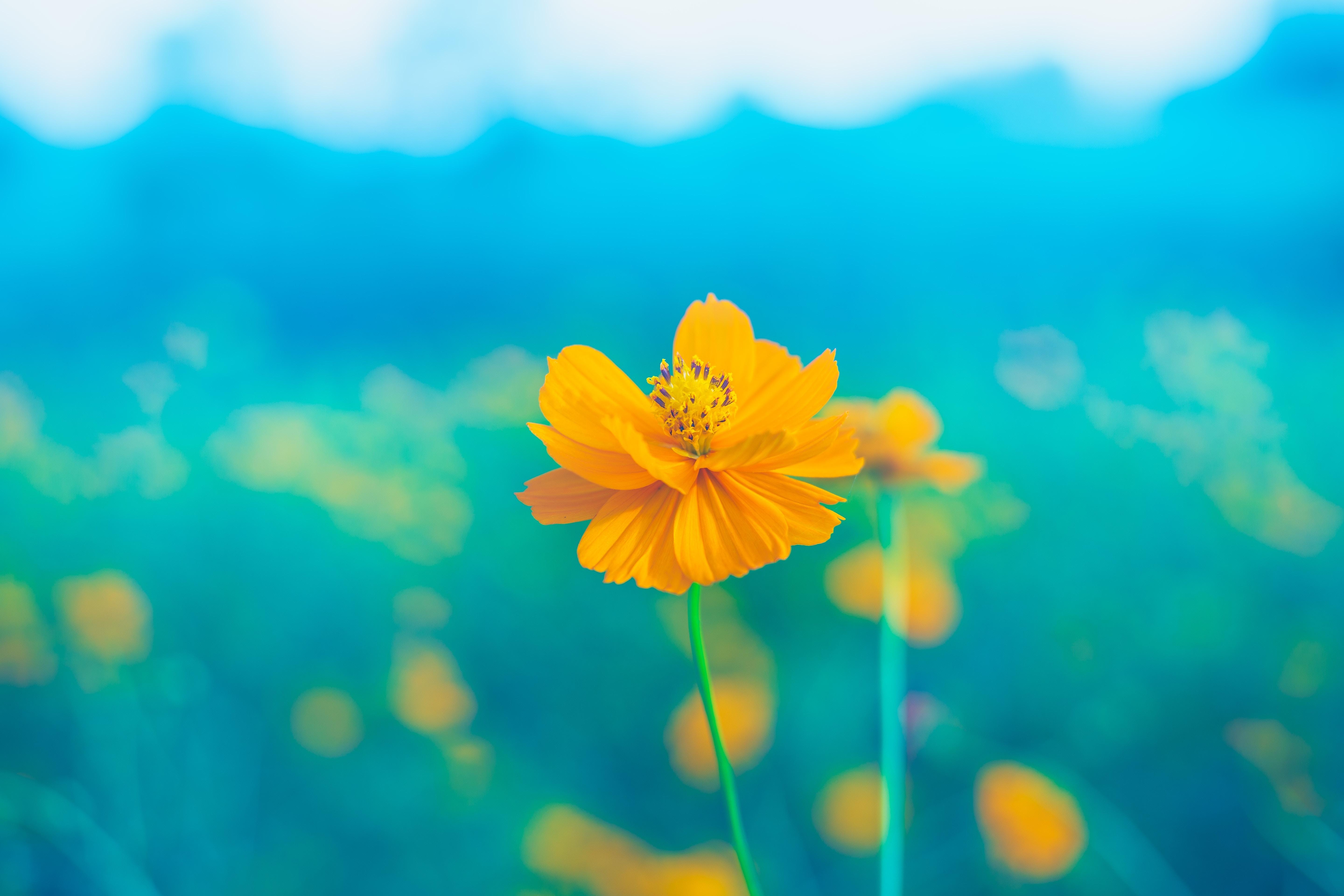 HD desktop wallpaper: Nature, Flowers