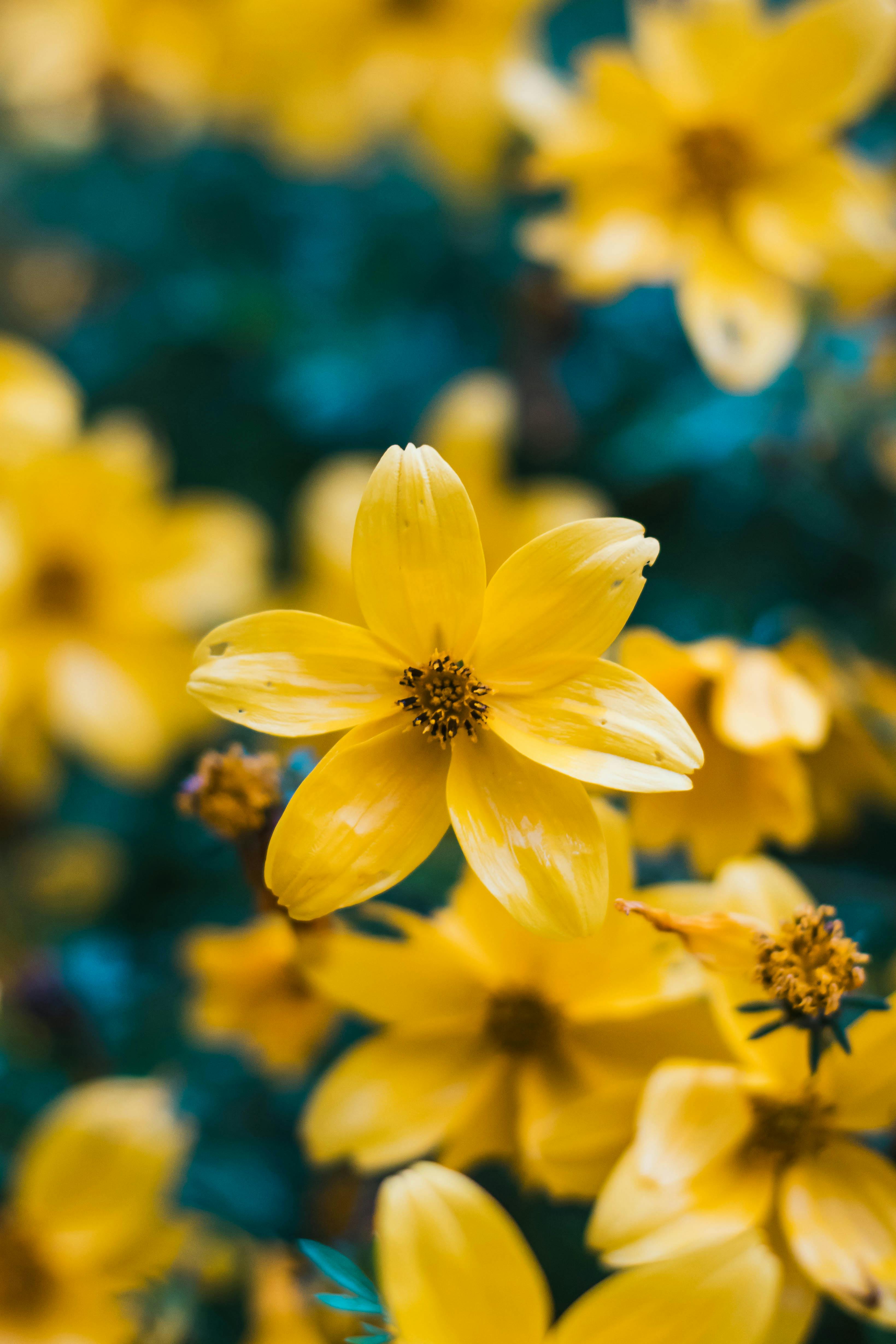 Yellow Flowers in Bloom · Free