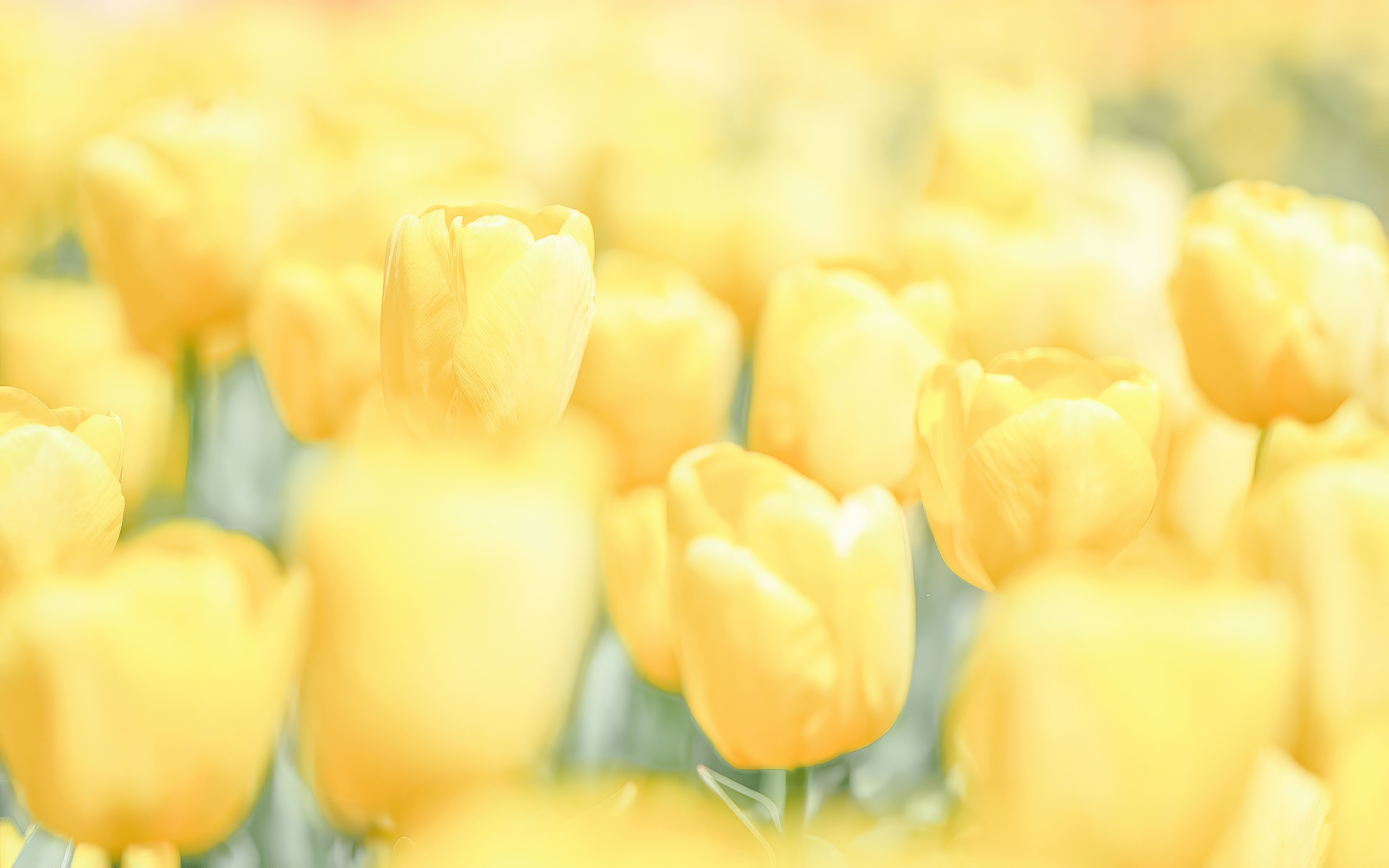 Yellow Flowers Minimal 4k