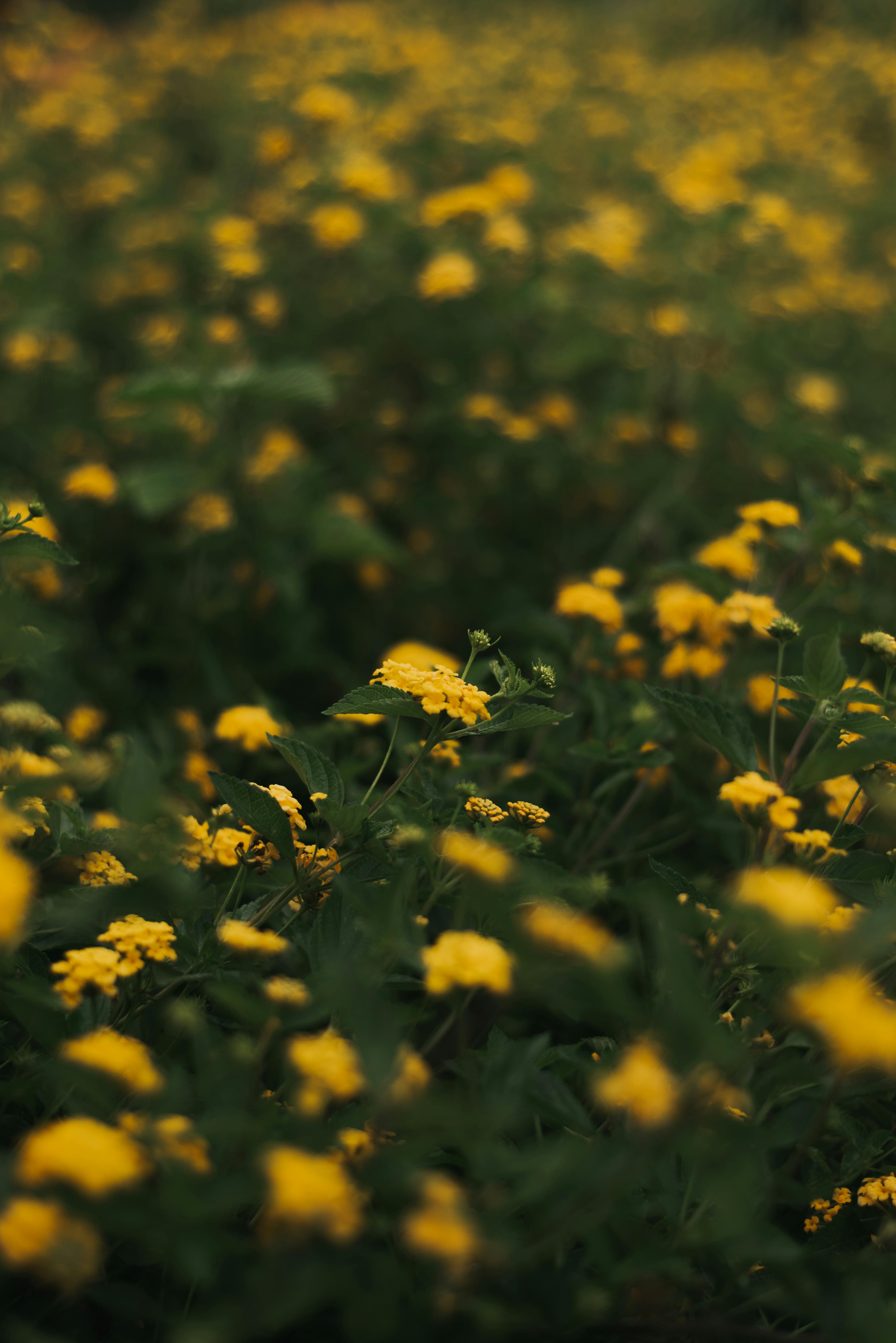 Yellow Flowers · Free