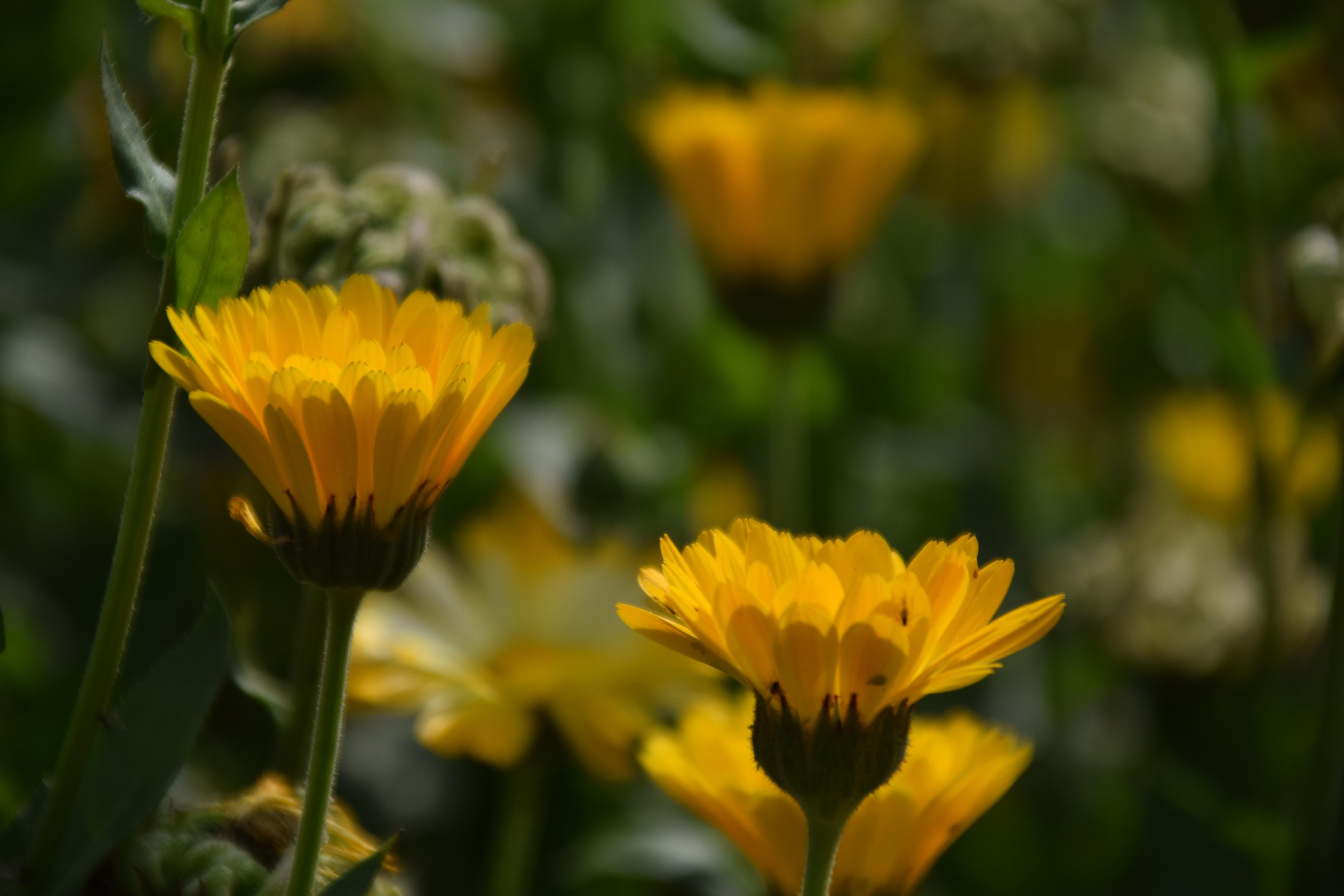 Yellow Flower 4K wallpaper