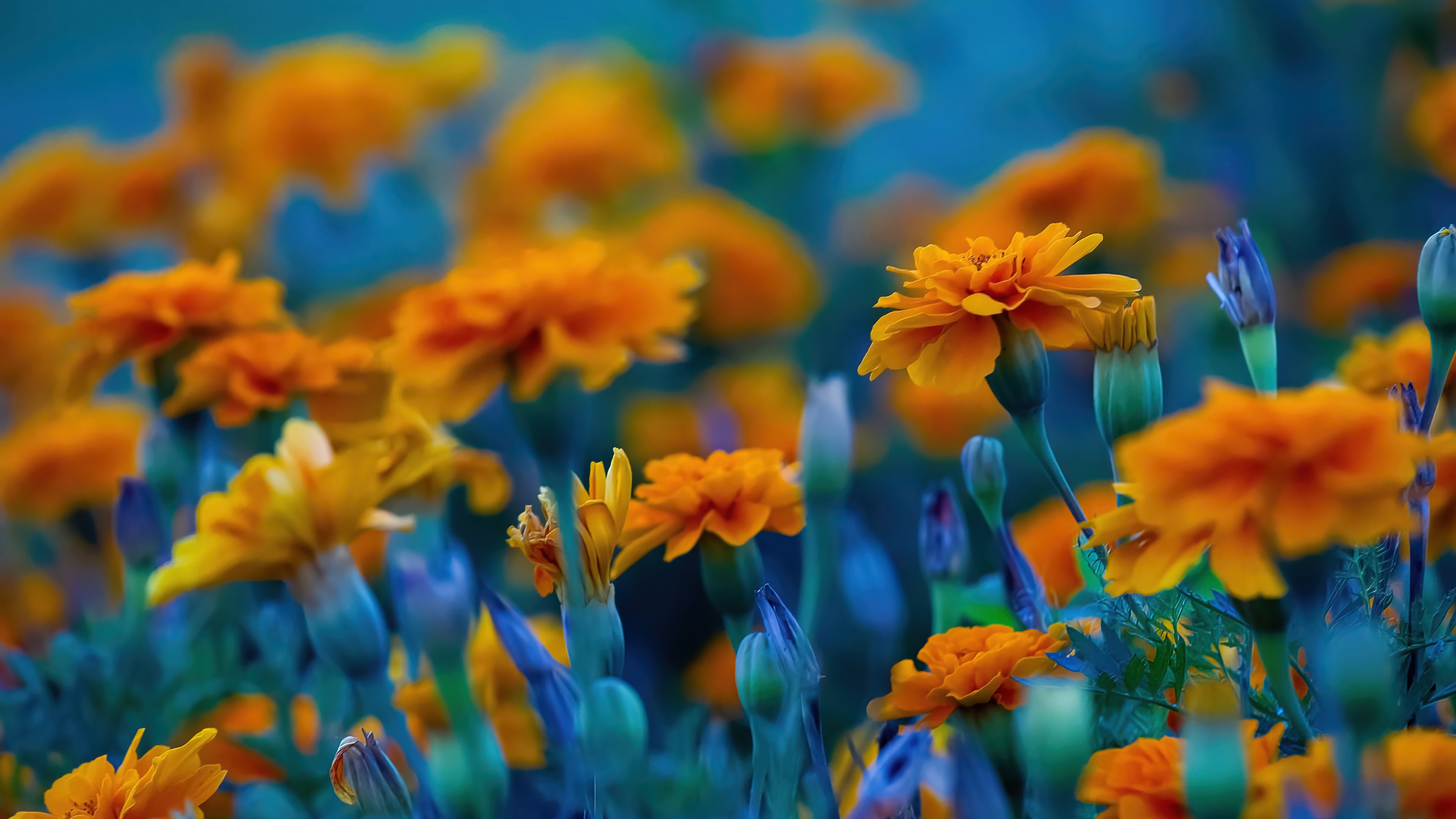 Field of yellow flowers Wallpaper 4k HD