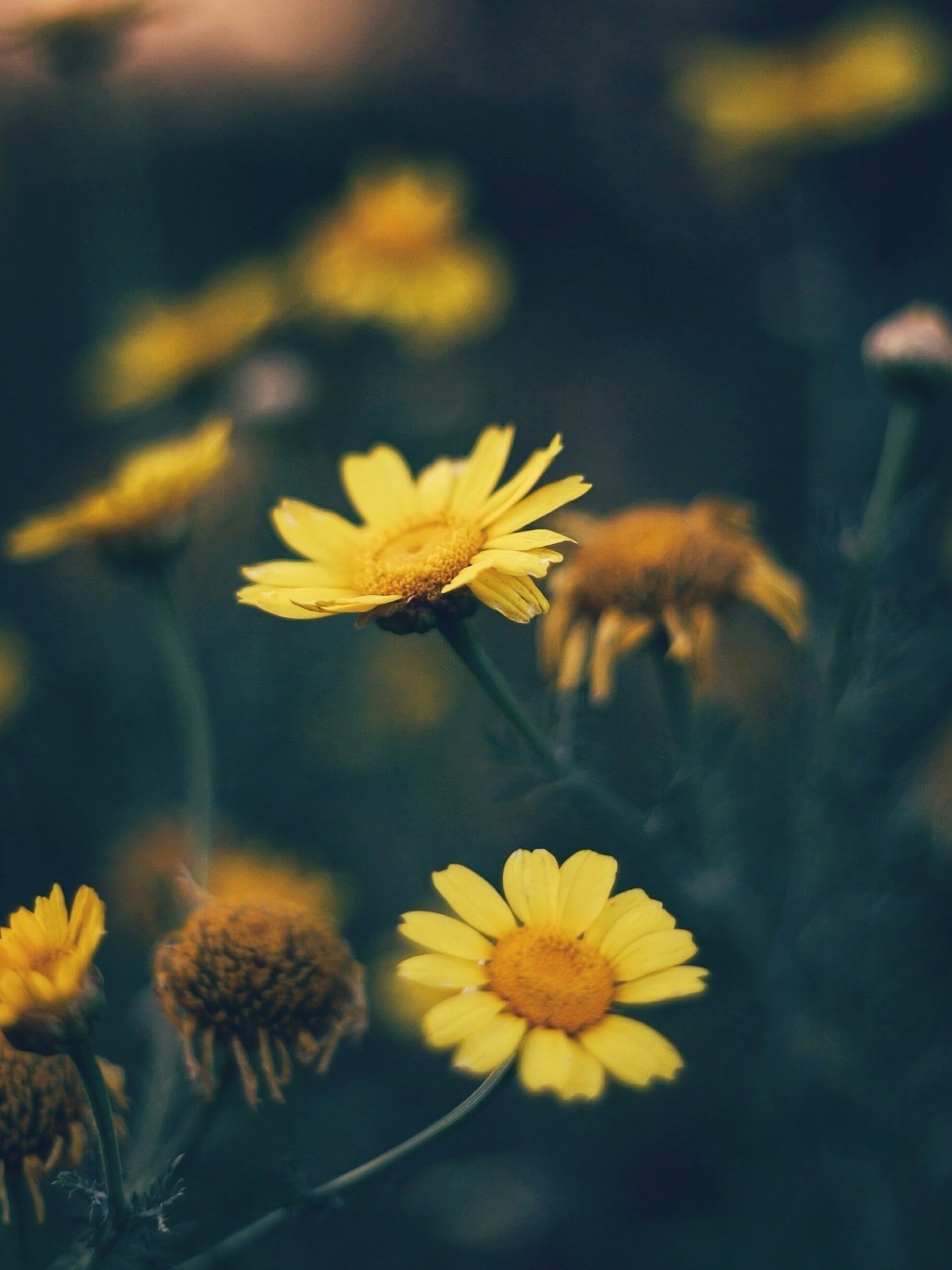 Yellow Daisy Flower Nature 4K Wallpaper