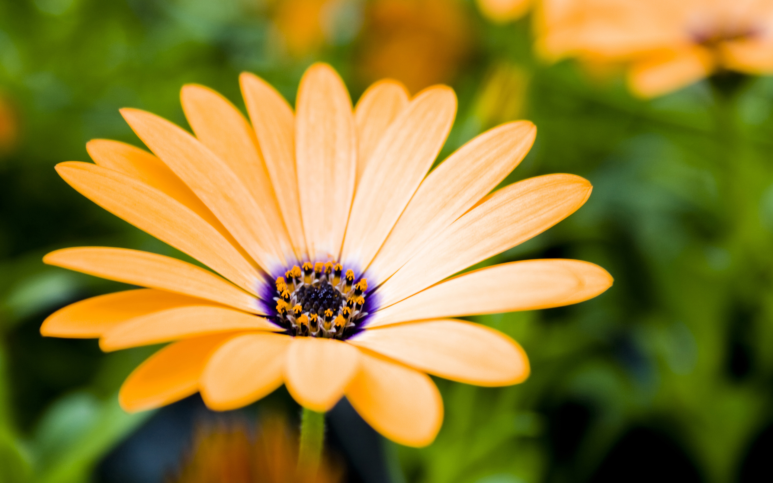 HD desktop wallpaper: Daisy, Close Up