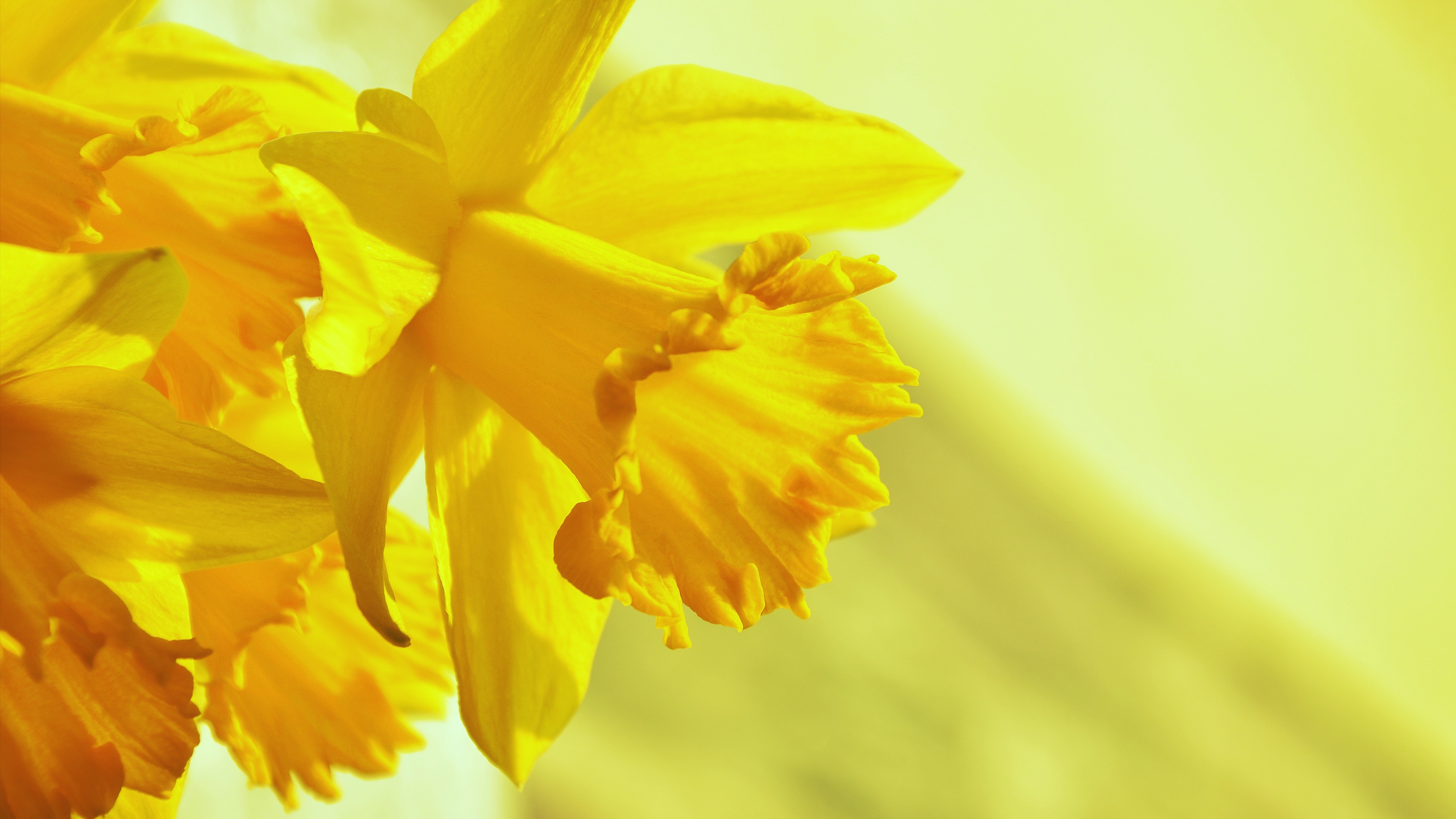 Daffodils Wallpaper 4K, Yellow flowers