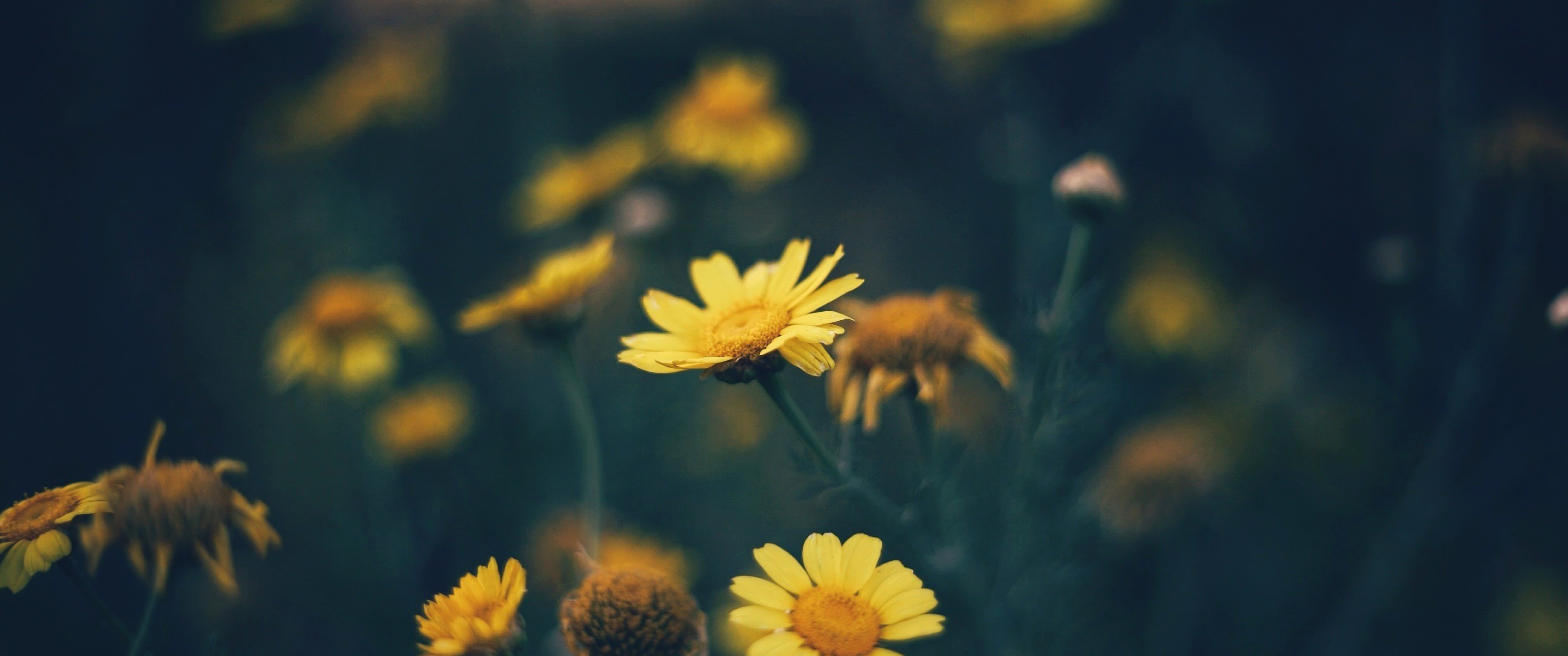 Yellow Daisy Flower Nature 4K Wallpaper