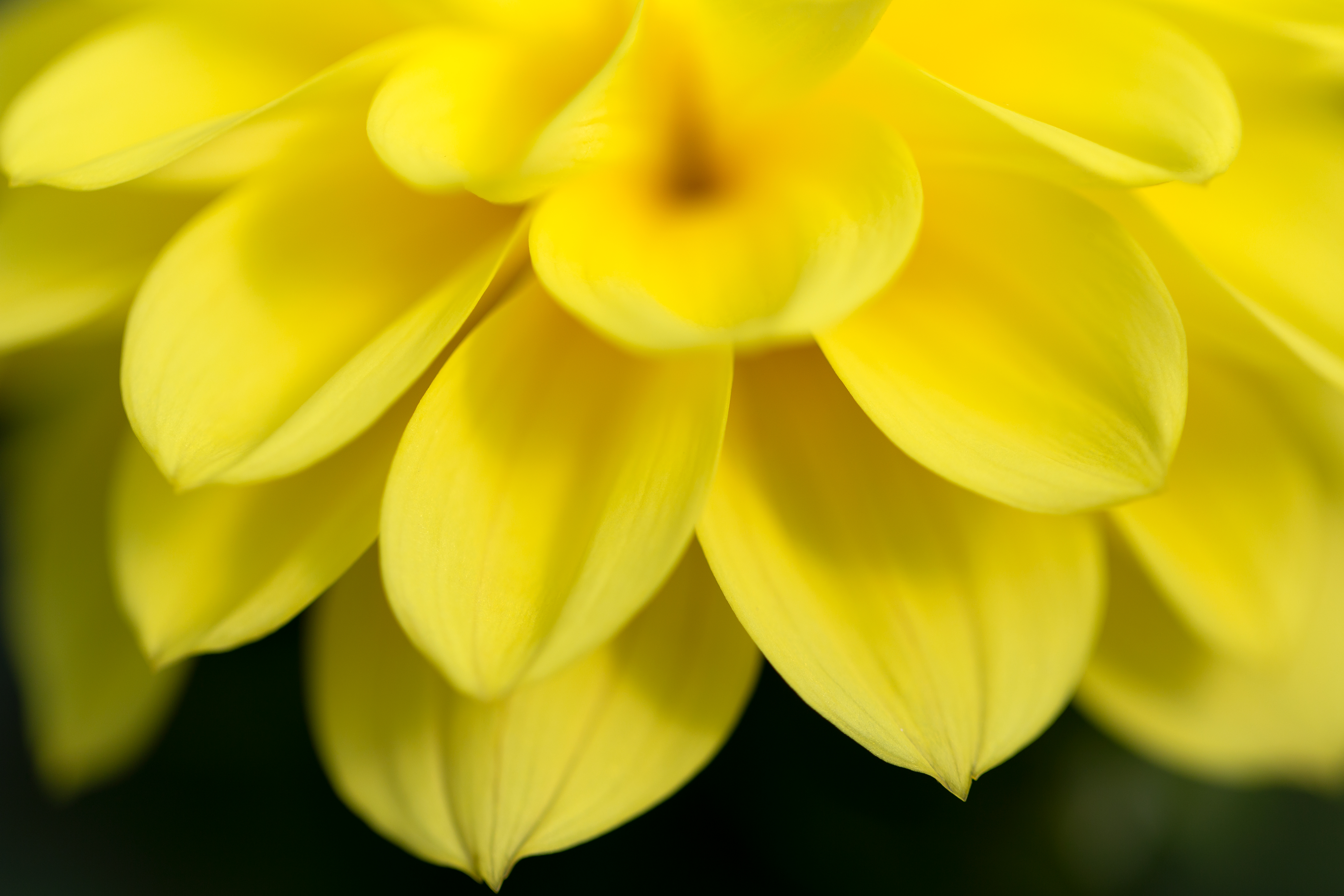 Macro Yellow Flower Royalty Free Stock