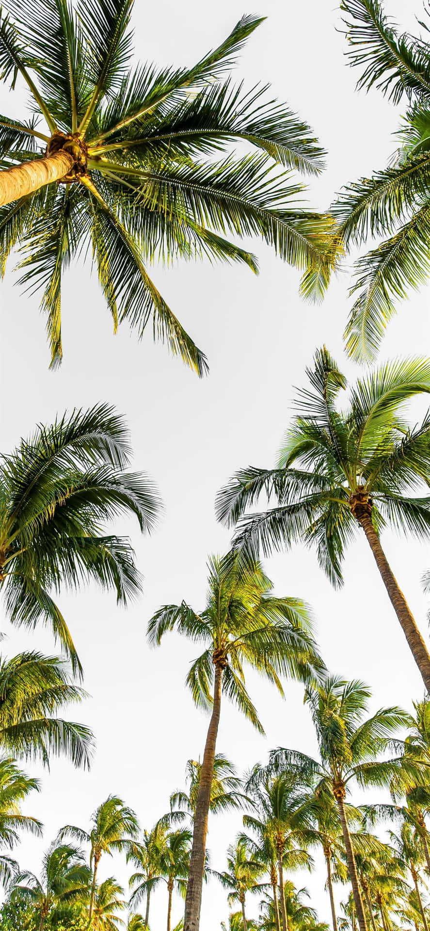 Palm Tree iPhone Wallpaper