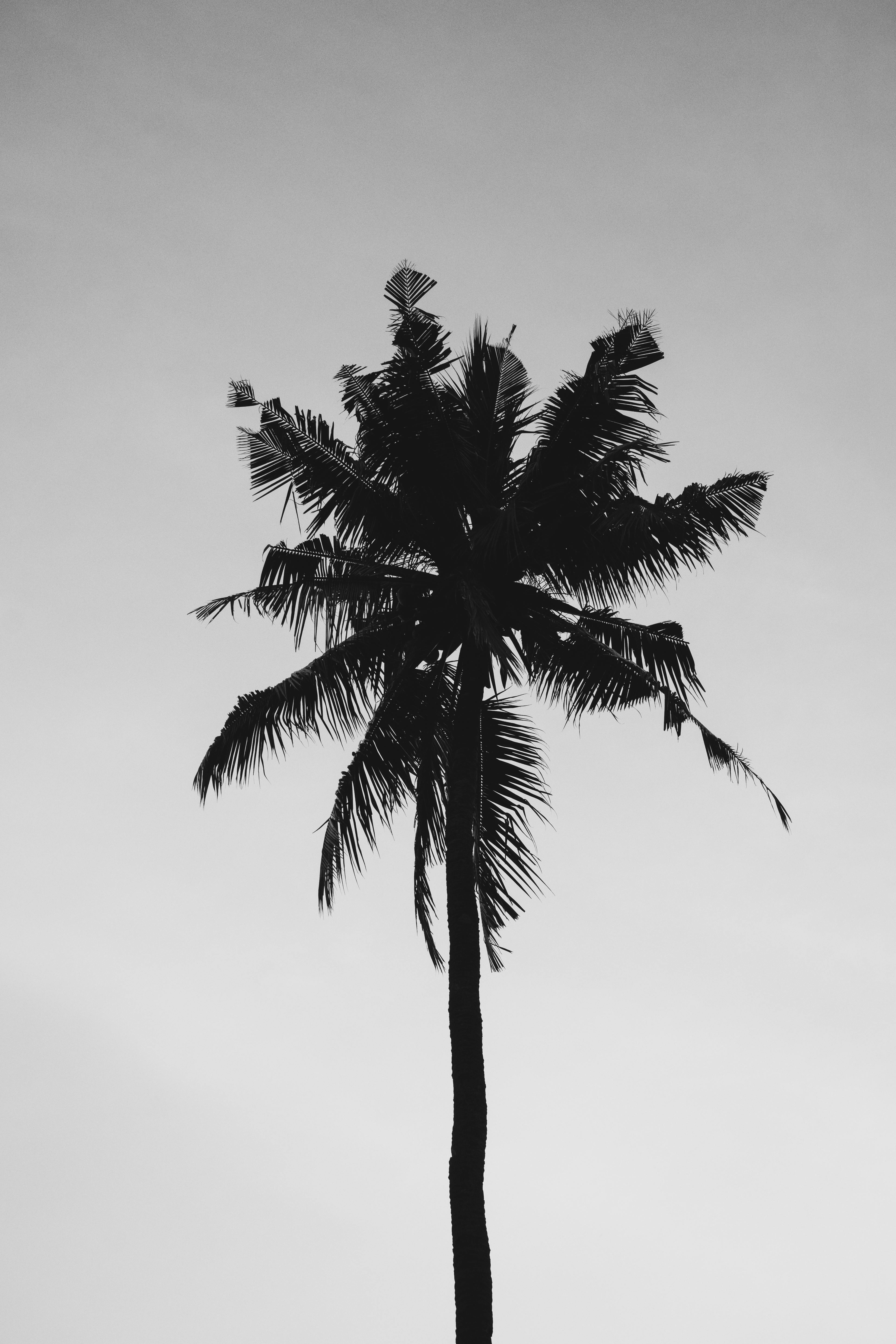 Palm Tree Photo, Download The BEST