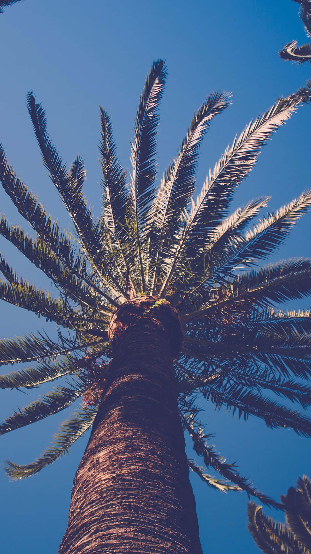 Palm Tree iPhone Wallpaper
