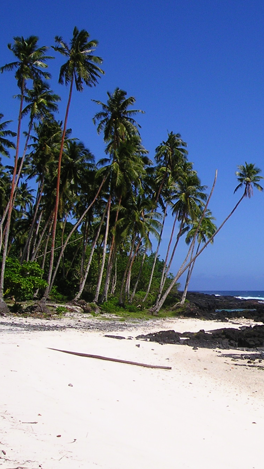 Palm Trees iPhone 11 Pro Max Wallpaper