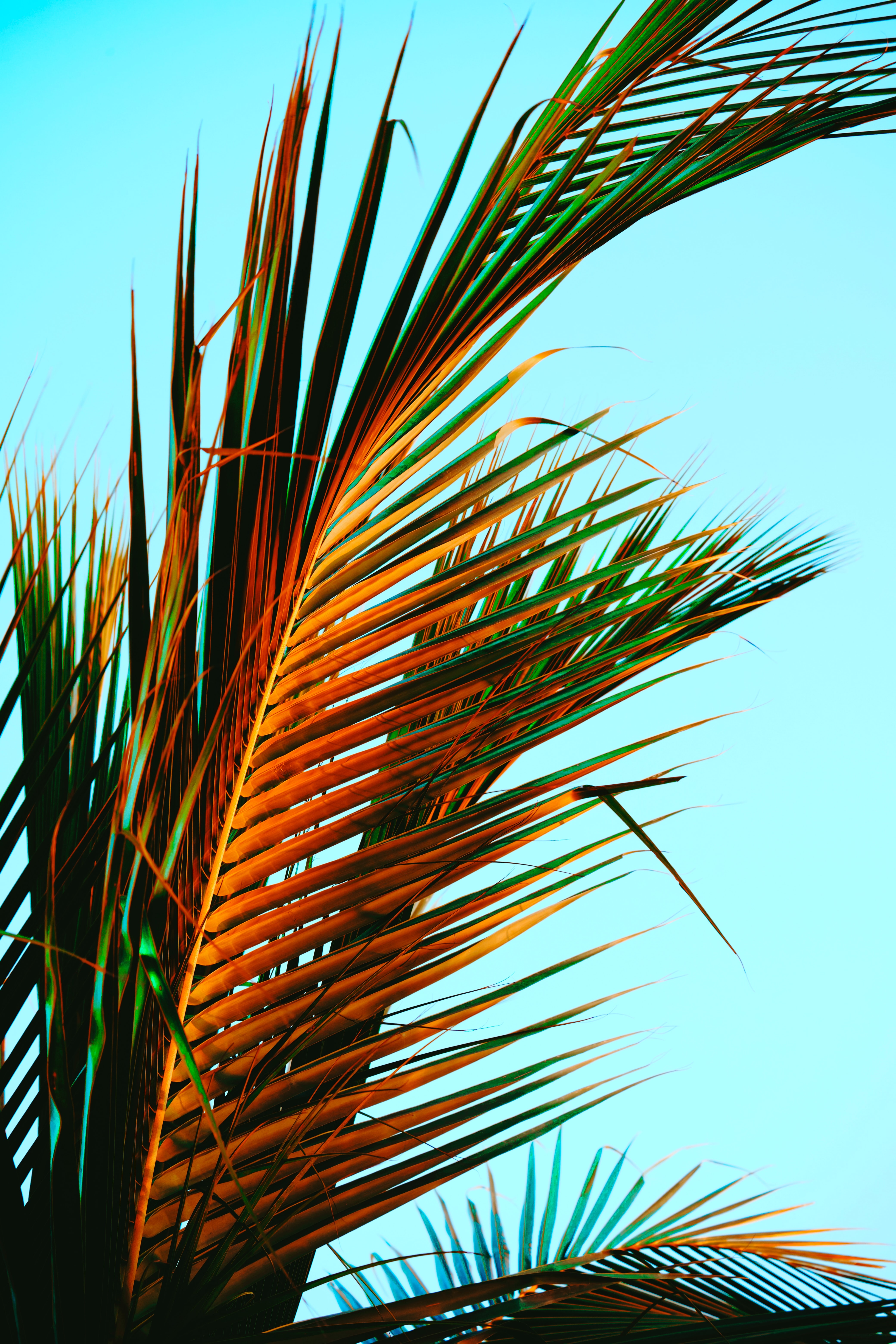 Download Palm Leaves wallpaper