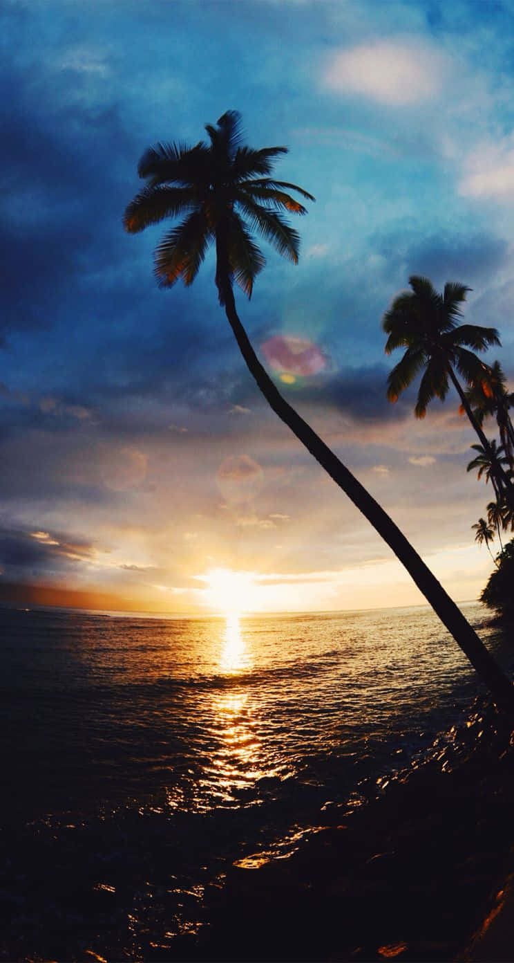 Aesthetic Palm Tree HD Wallpaper