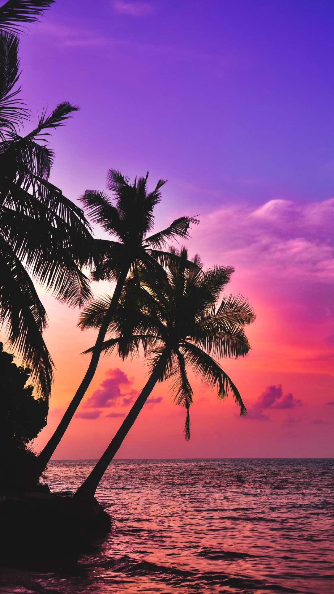 Palm Tree Sunset Wallpaper