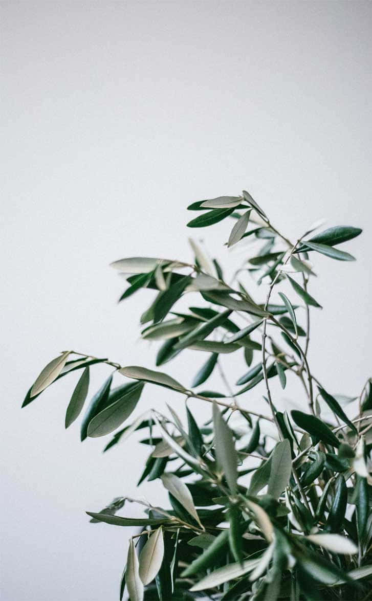 elegant olive green color Wallpaper