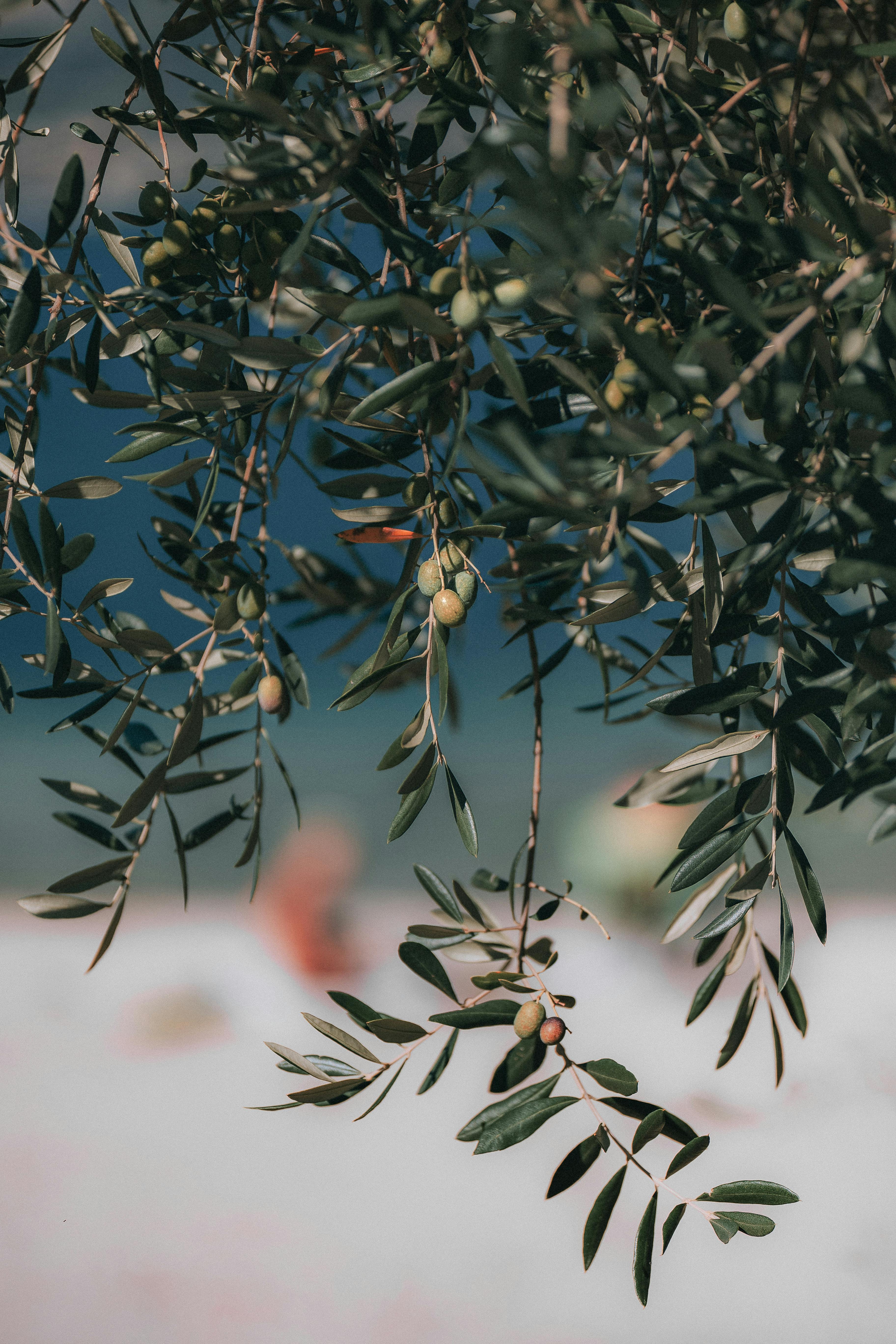 Olive Tree & HD Image
