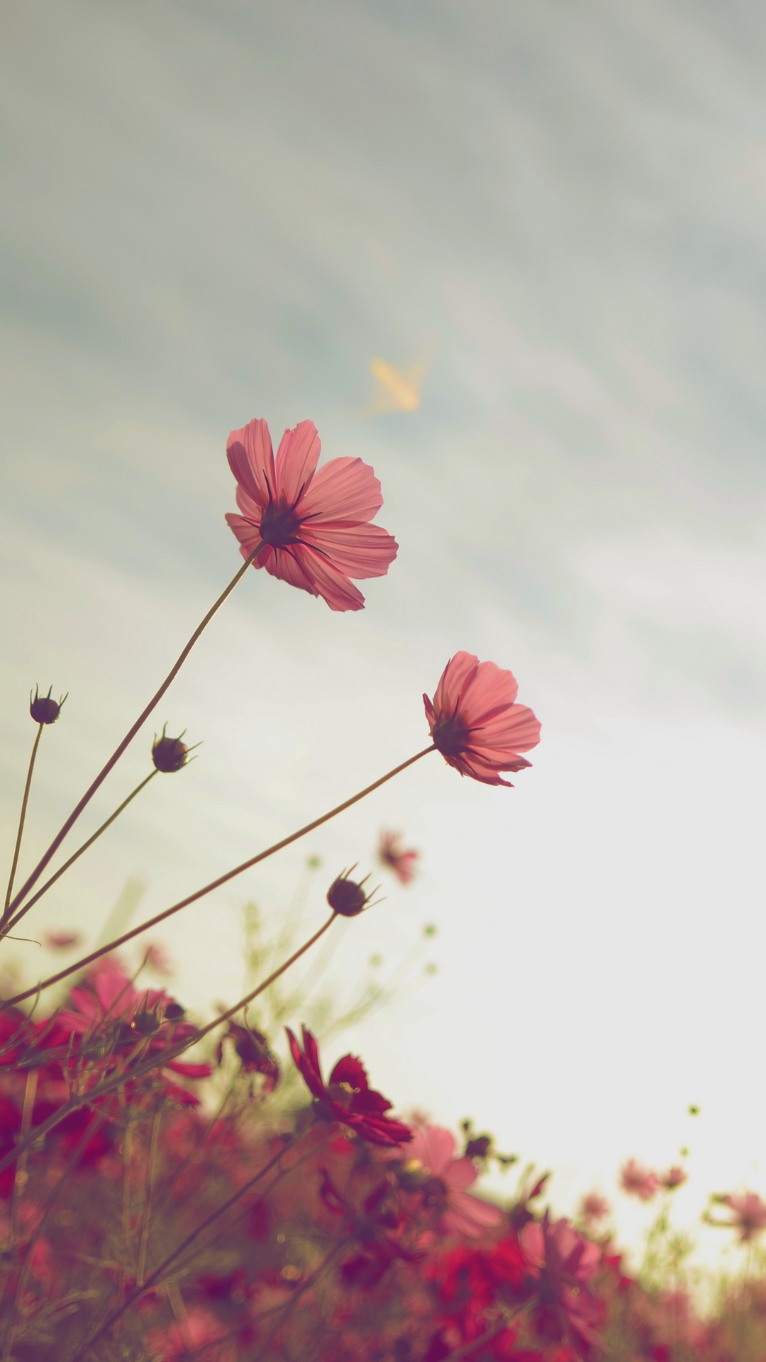 Cosmos (Plant) Phone Wallpaper